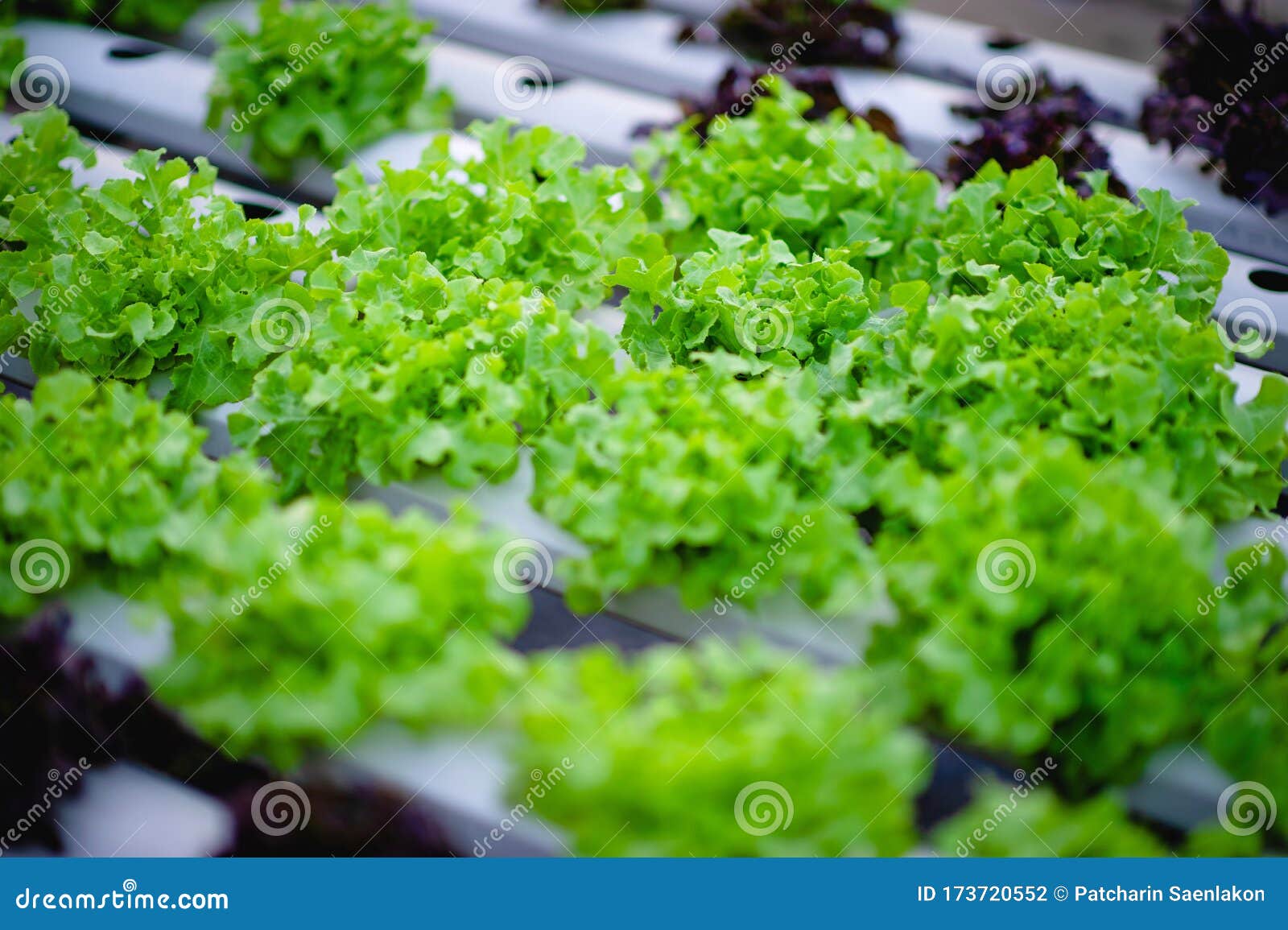 Organic Vegetable Garden Healthy Vegetable Garden Organic Vegetable