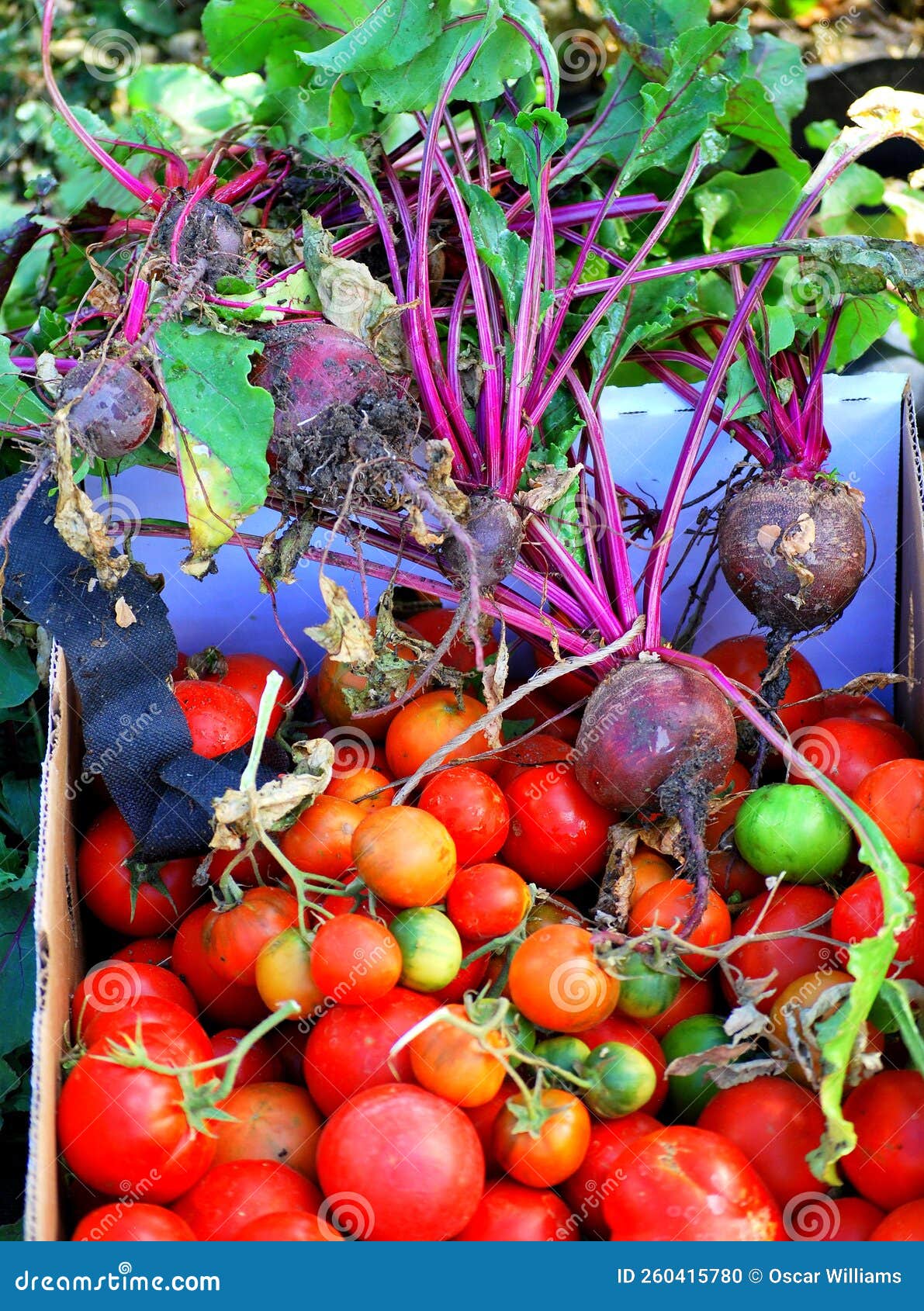 Organic Vegetable Garden Outdoors. Stock Photo Image of nature, fresh