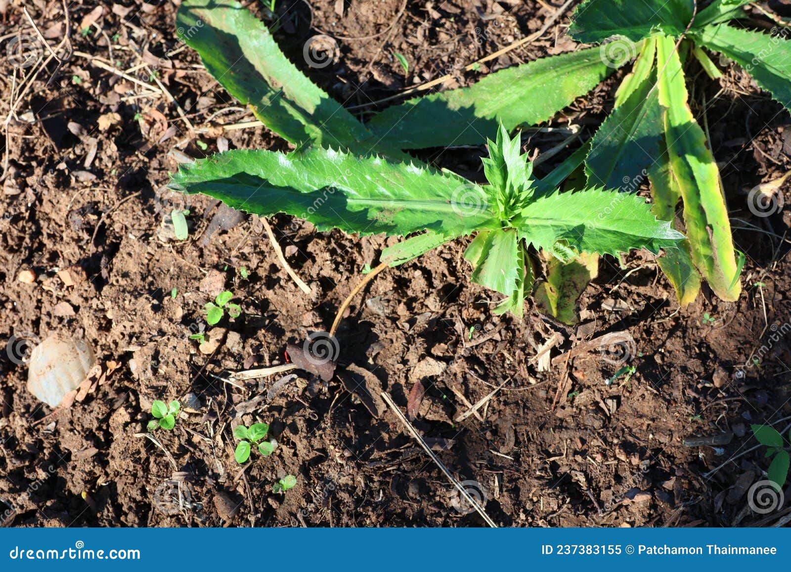 Organic Vegetable Gardening in Good Soil. Vegetable Growth Stock Image