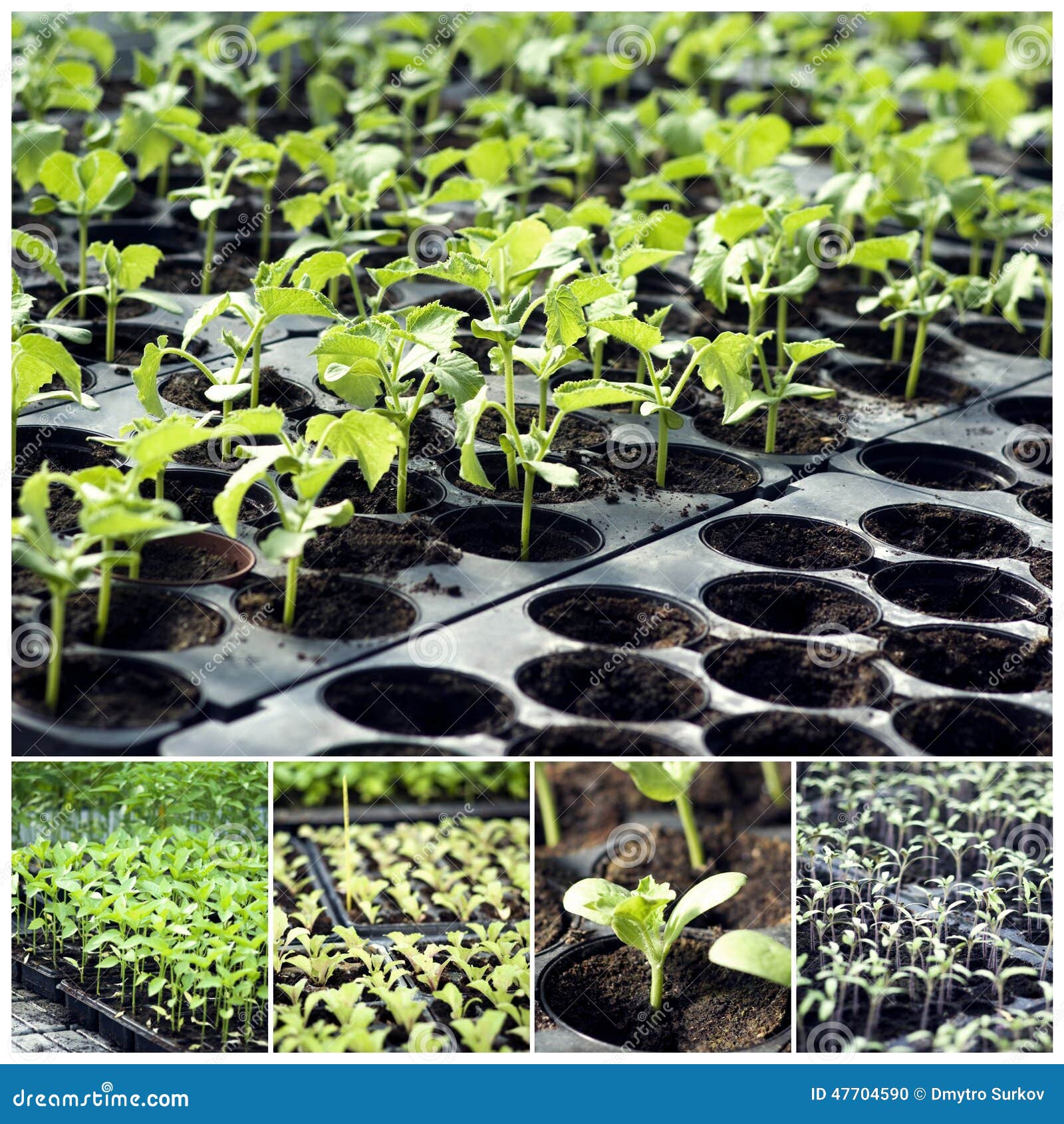 Organic Vegetable Seedlings Stock Photo Image of ingredient, grow