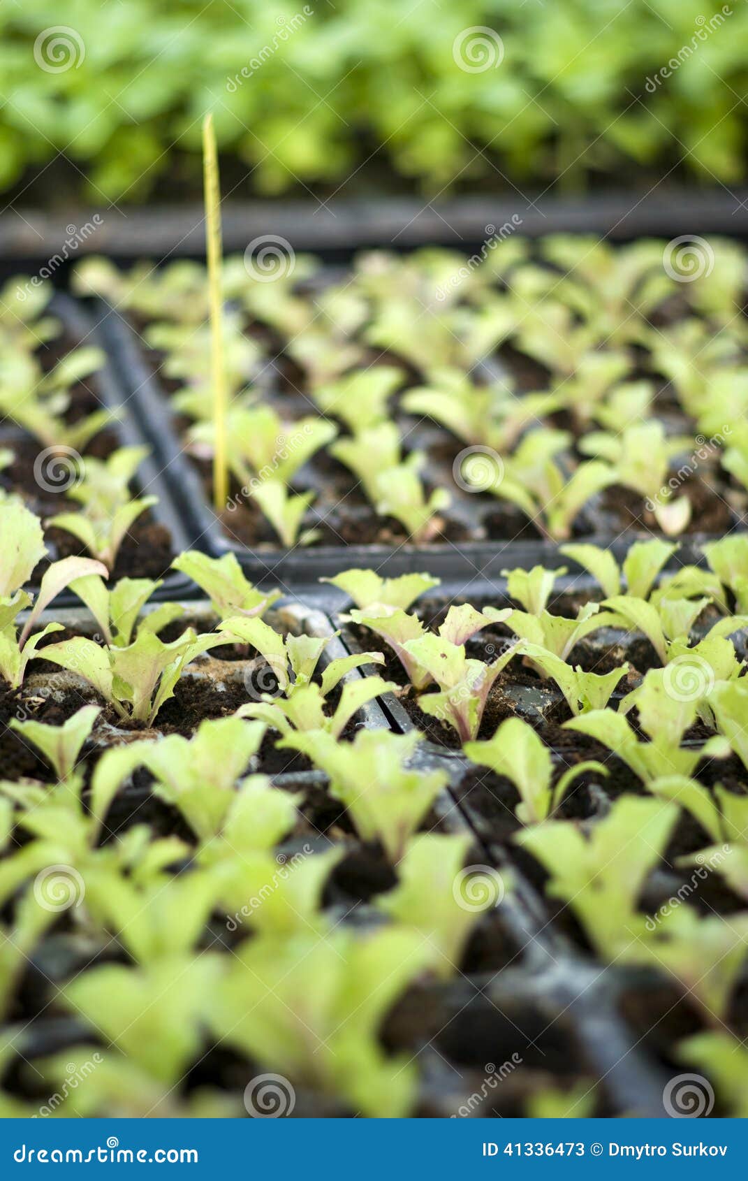 Organic Vegetable Seedlings Stock Image Image of green, agriculture