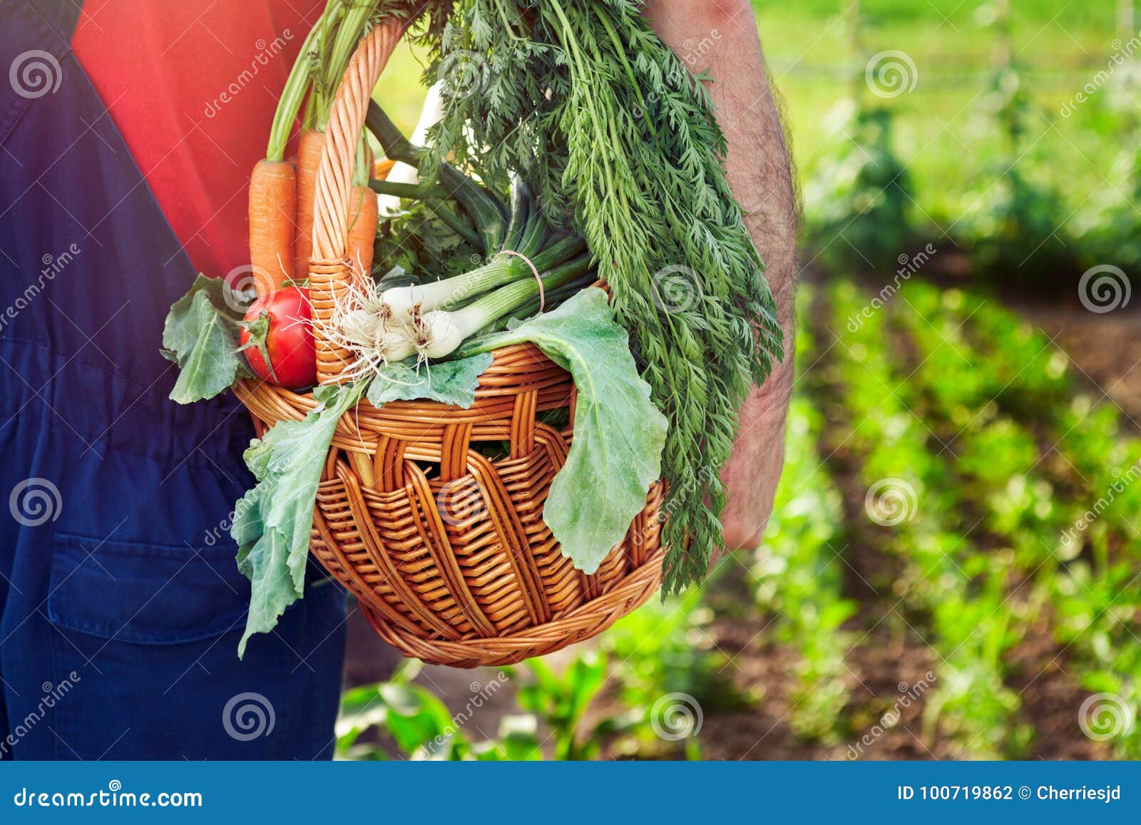 Organic Vegetables. Farmer Carrying Basket with Vegetables. Stock Photo