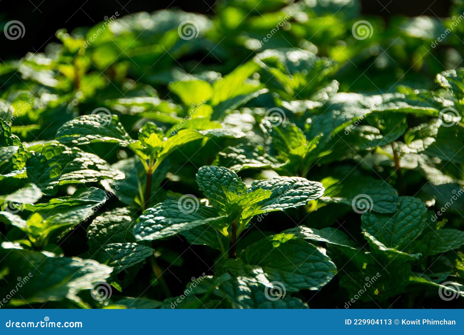 Peppermint ,Mint Leaf Organic Vegetables on Dark Background, Green