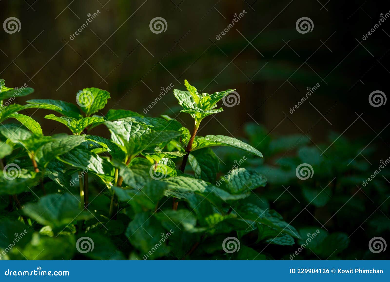 Peppermint ,Mint Leaf Organic Vegetables on Dark Background, Green