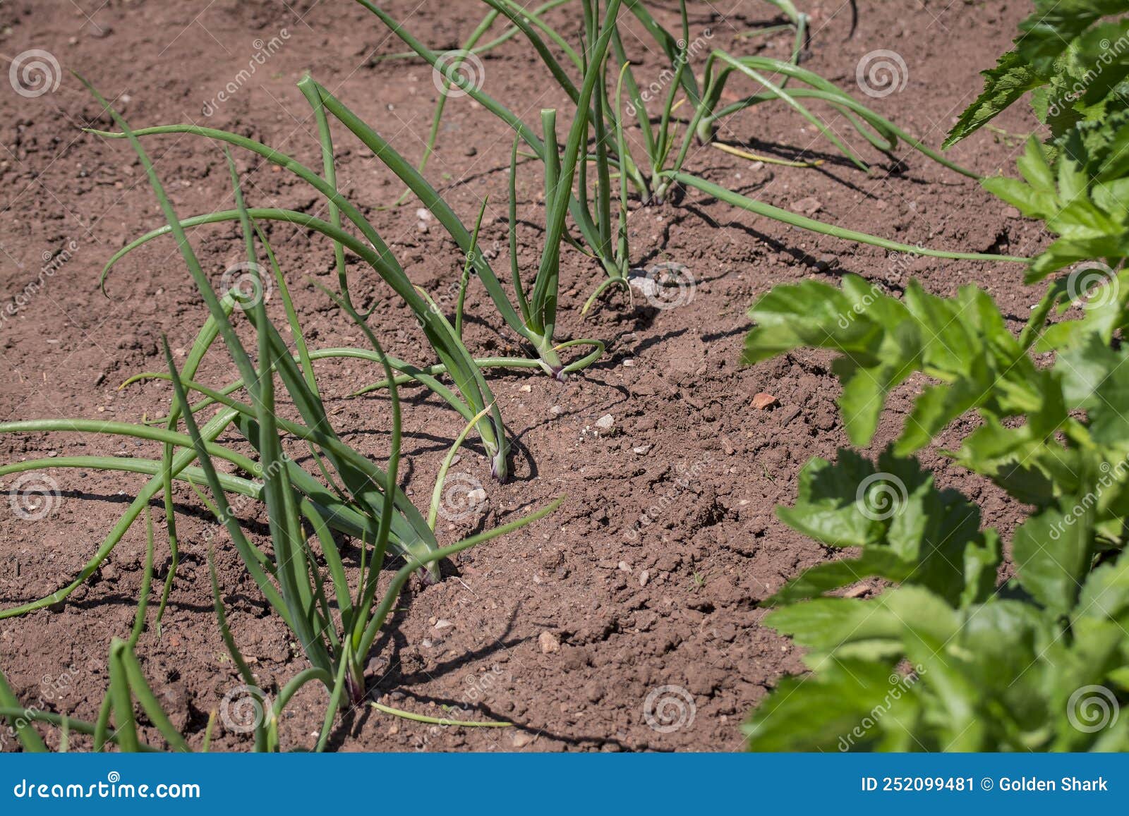 Organic Vegetables Plant Growing in the Farm Stock Image Image of