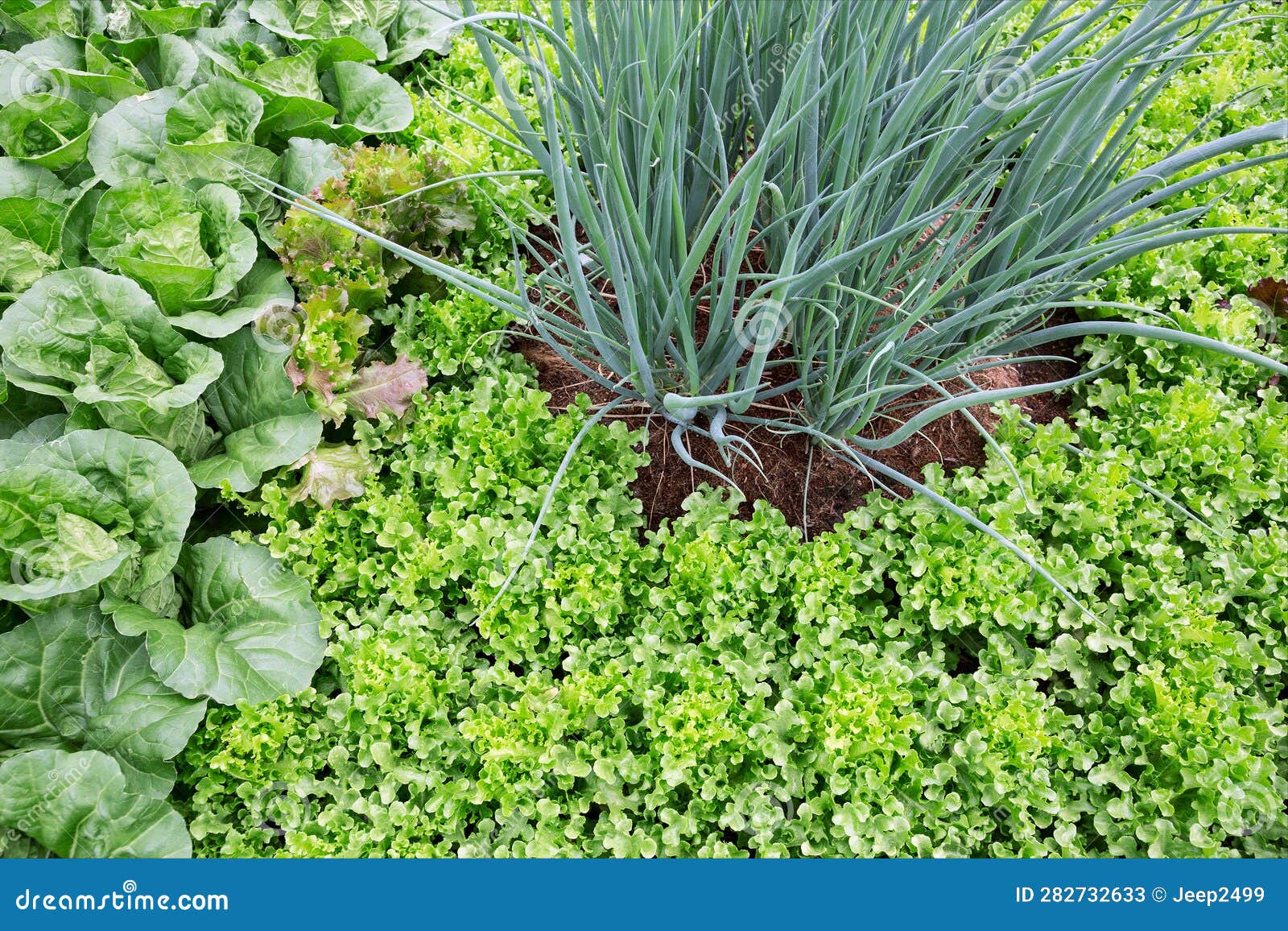 . Vegetables in the Planting Field. Stock Image Image of planting