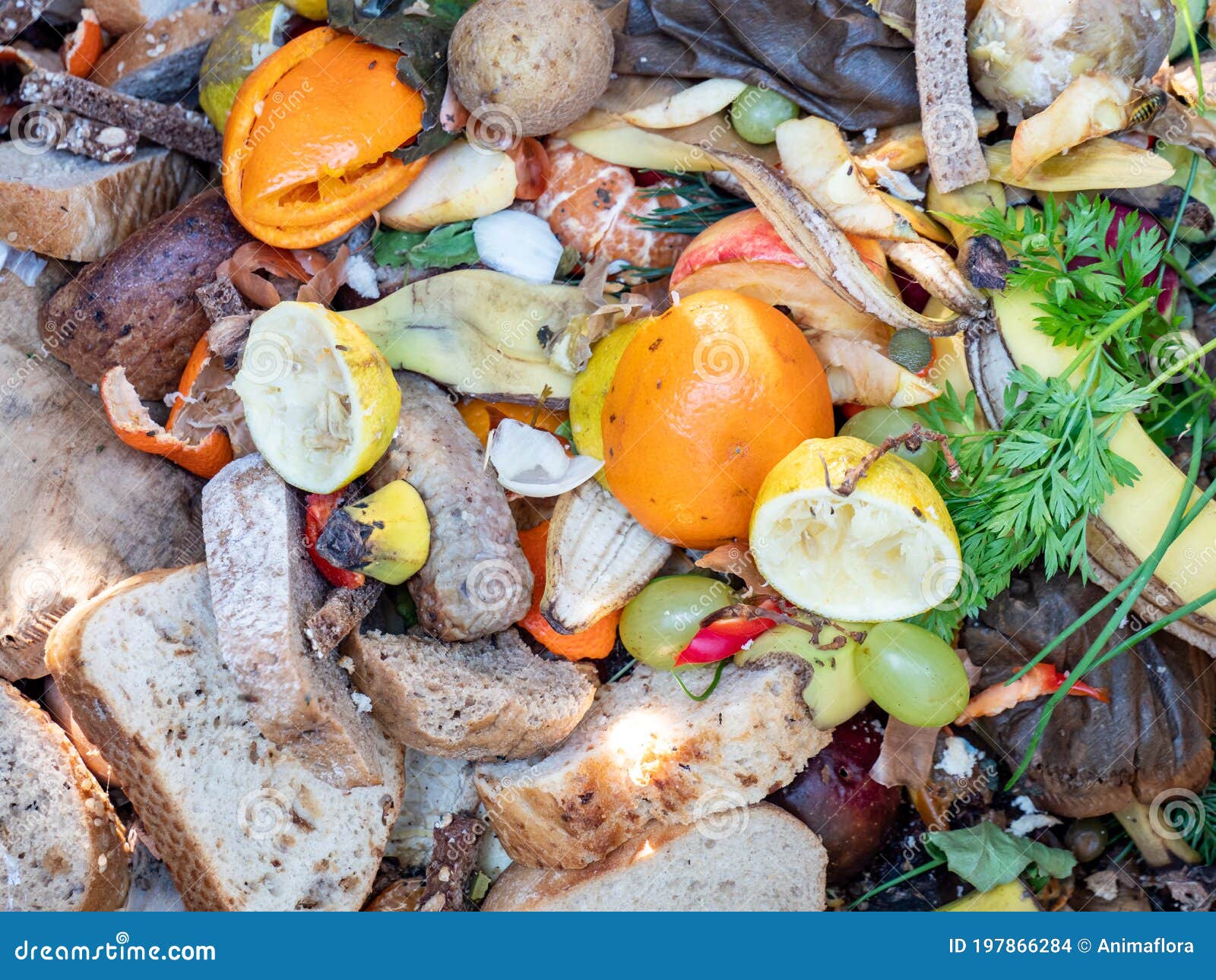 Organic Waste on the Compost Stock Photo Image of colorful, panorama