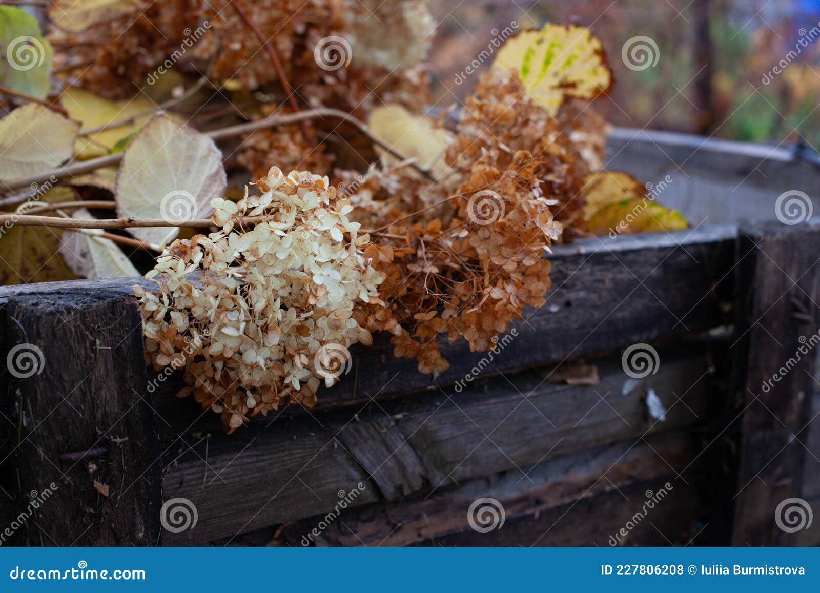 Organic Waste Disposal. Cut Dried Flowers and Hydrangea Branches Lying
