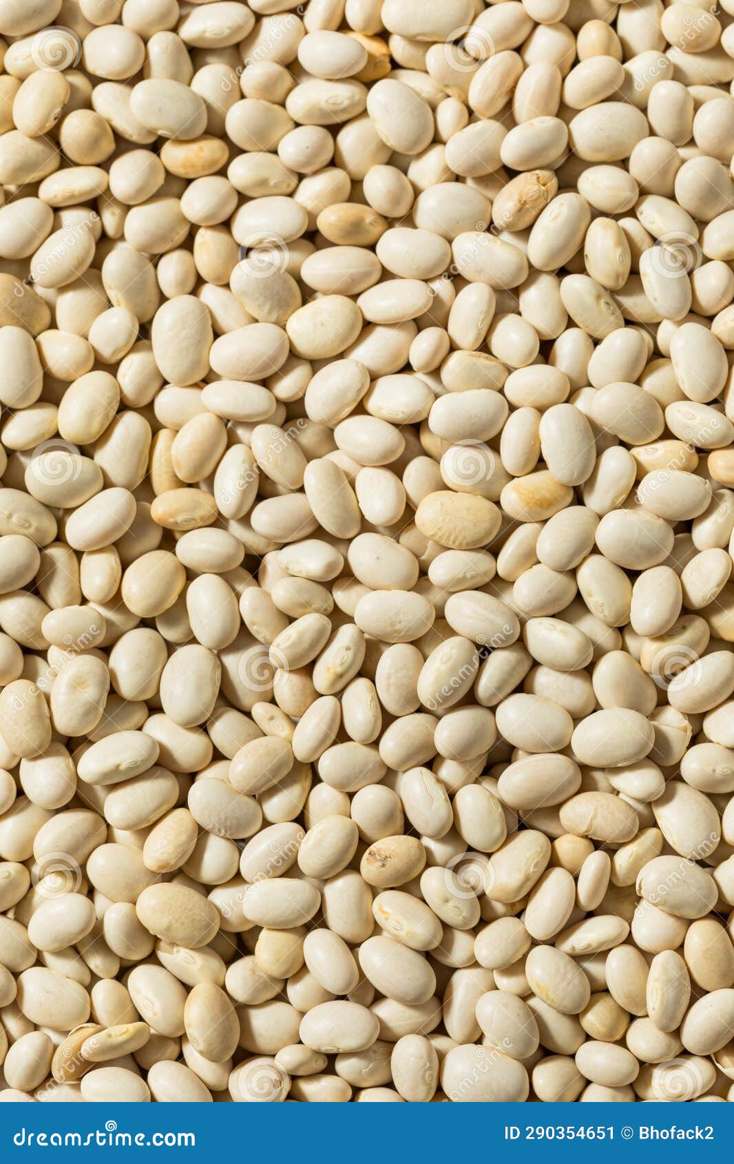 Organic White Navy Beans stock image. Image of bean 290354651