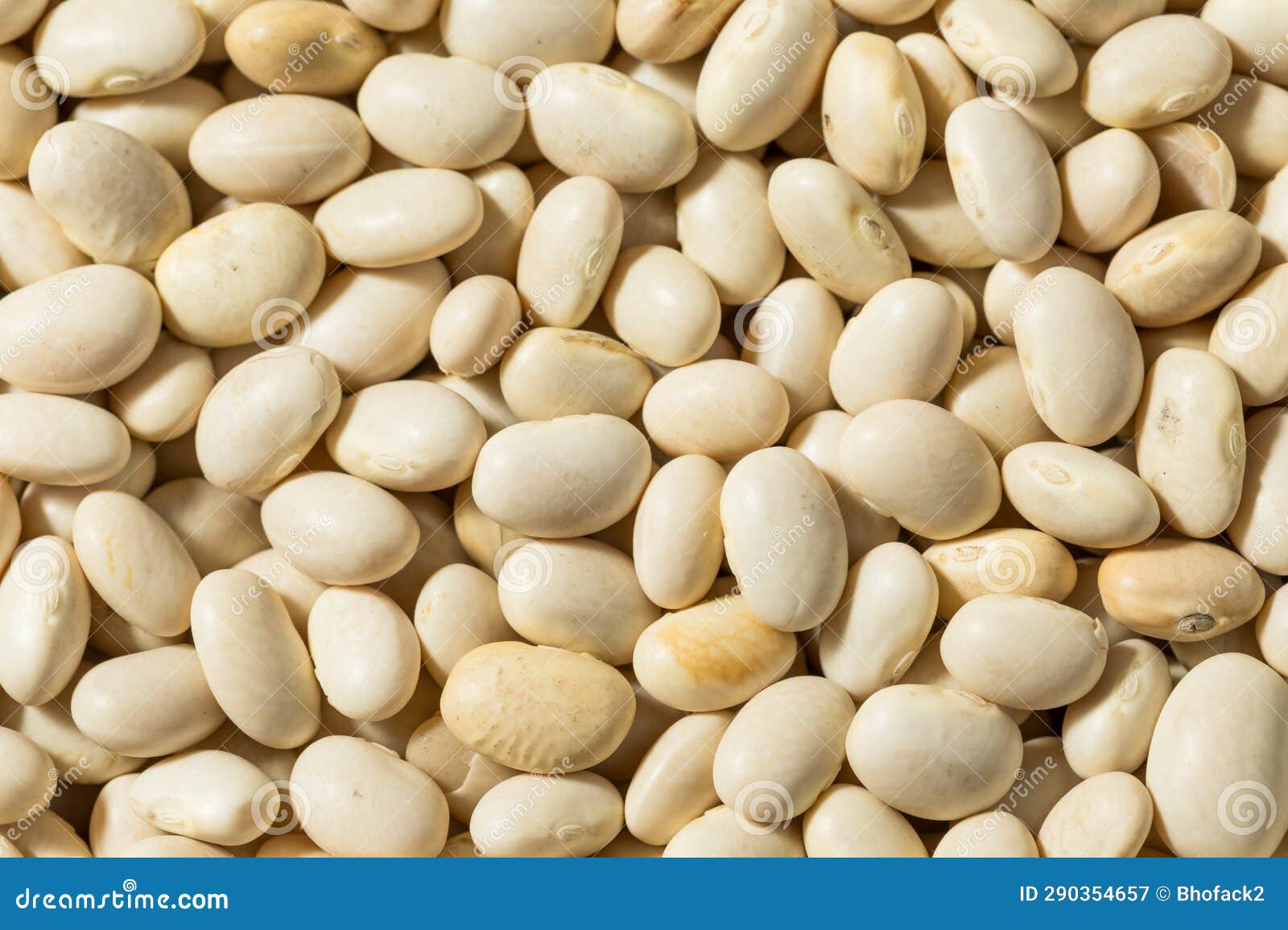 Organic White Navy Beans stock image. Image of seed 290354657