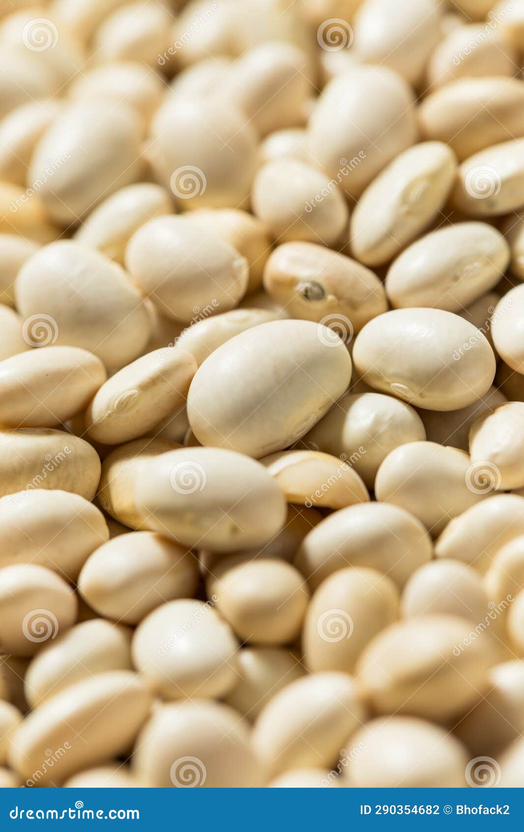 Organic White Navy Beans stock photo. Image of background 290354682