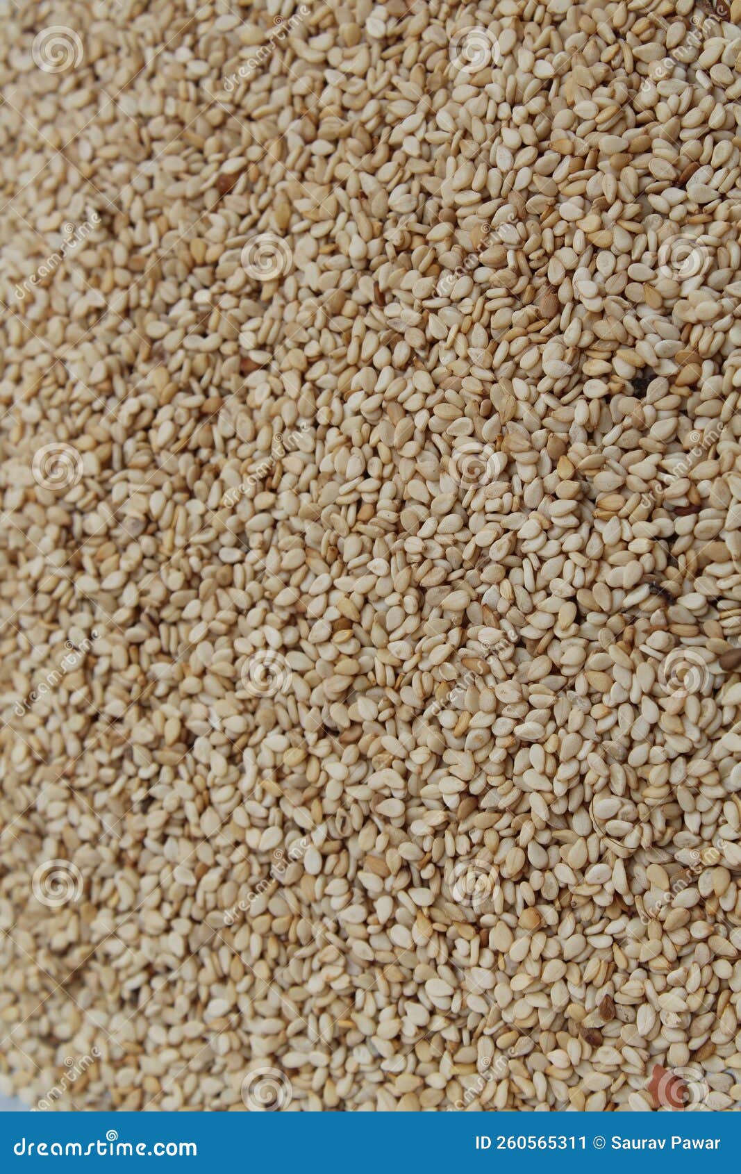 Organic White Sesame Seeds (Sesamum Indicum) or White Til Stock Image