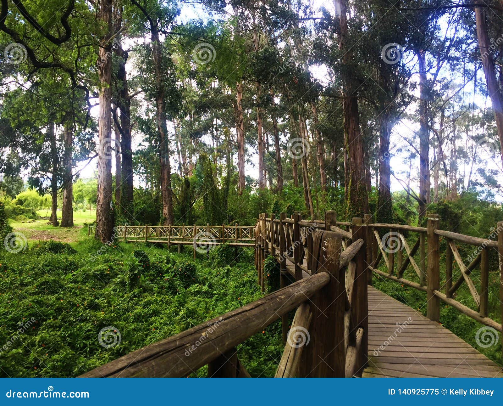 wooden path at el paraÃÂ­so park in cuenca, ecuador