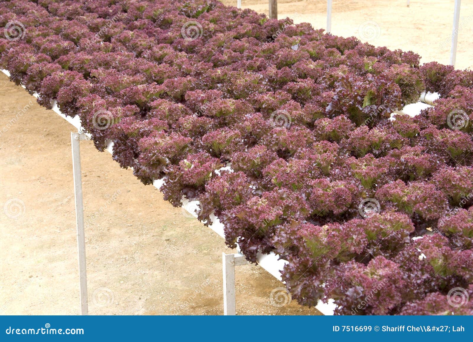 Organically Farmed Red Coral Lettuce Stock Image Image of gardening