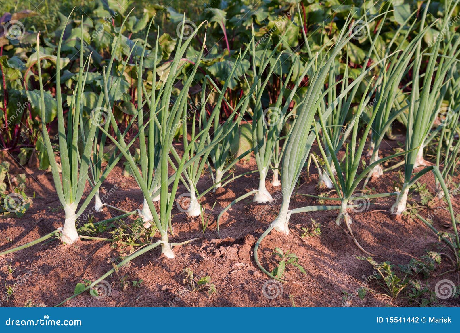 Organically grown onions stock photo. Image of ground 15541442