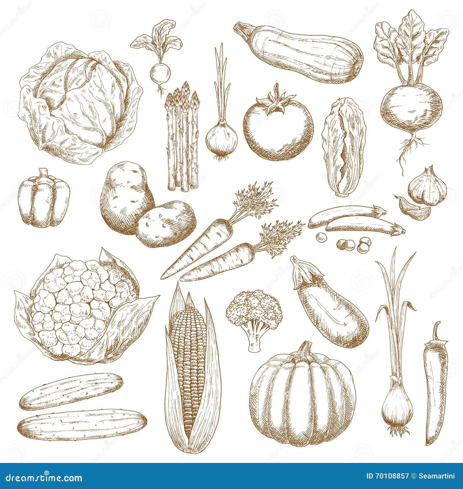 Organically healthy vegetables retro sketches. Cabbages, onion and tomato, pepper and potato, cucumbers, beet and broccoli, carrots, pumpkin and corn, eggplant, pea and cauliflower, zucchini, garlic and radish, scallion and asparagus vegetables sketch icons for agriculture design usage