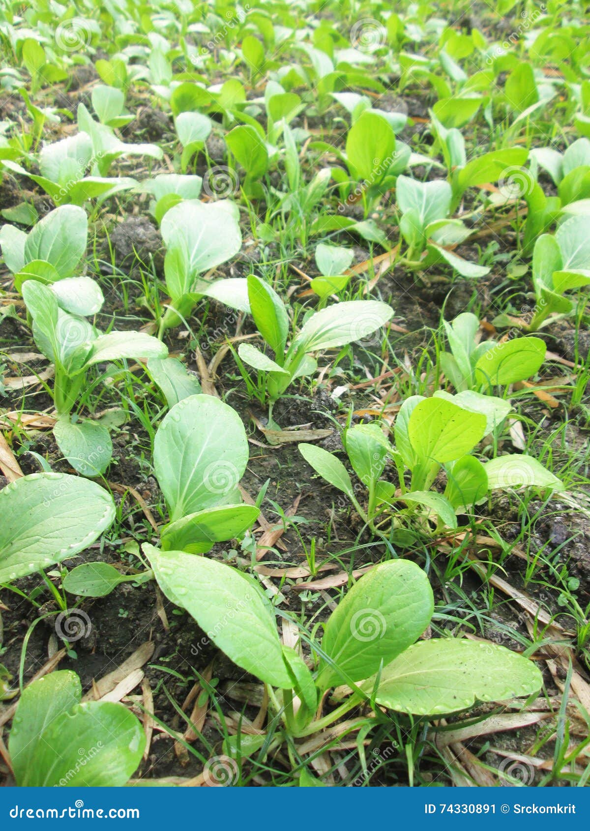 Organicznie rosnąć beetroot i szpinaka warzywa w małego miasto ogródu jarzynowej fabule