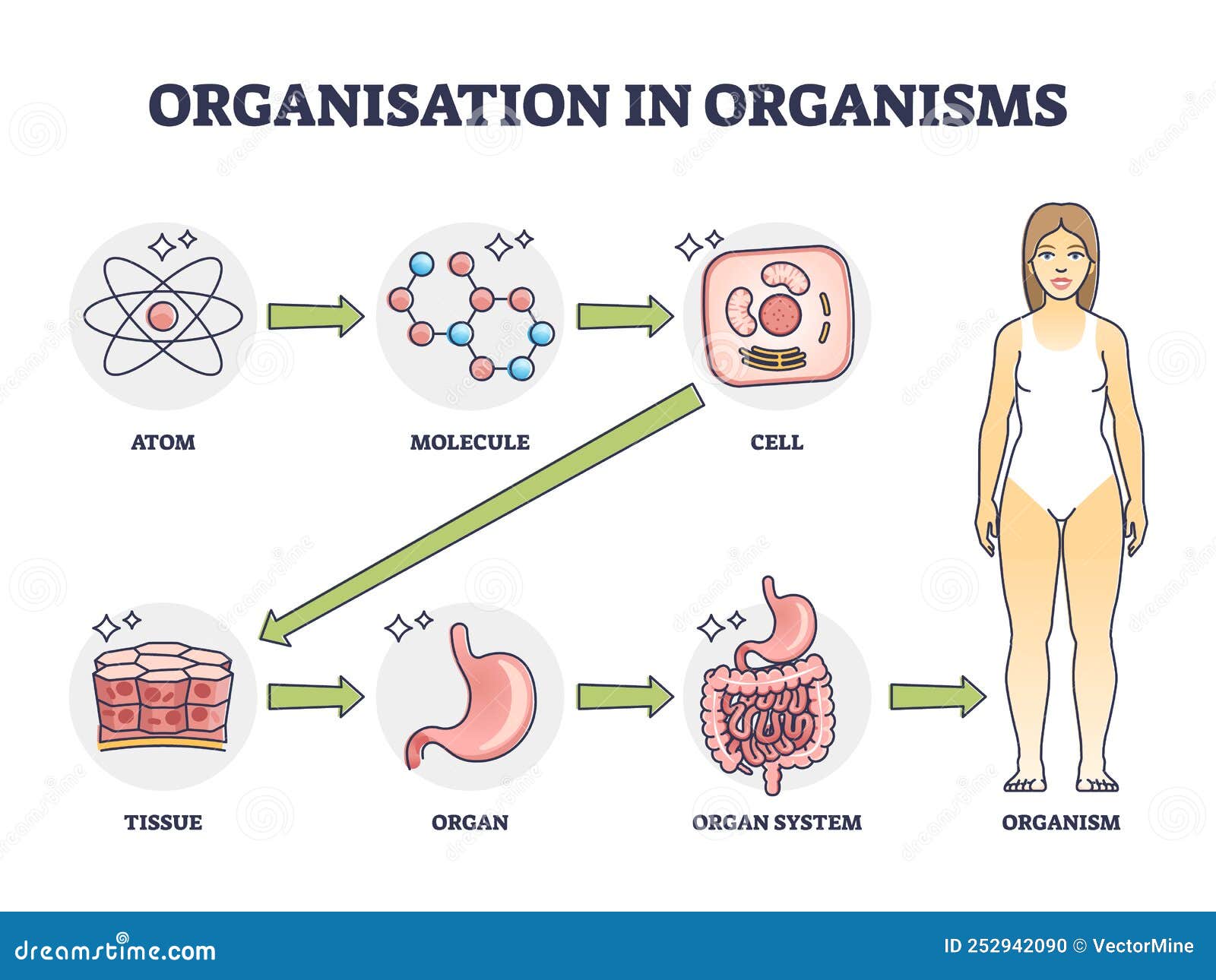 organisation in organisms with hierarchical level structure outline diagram