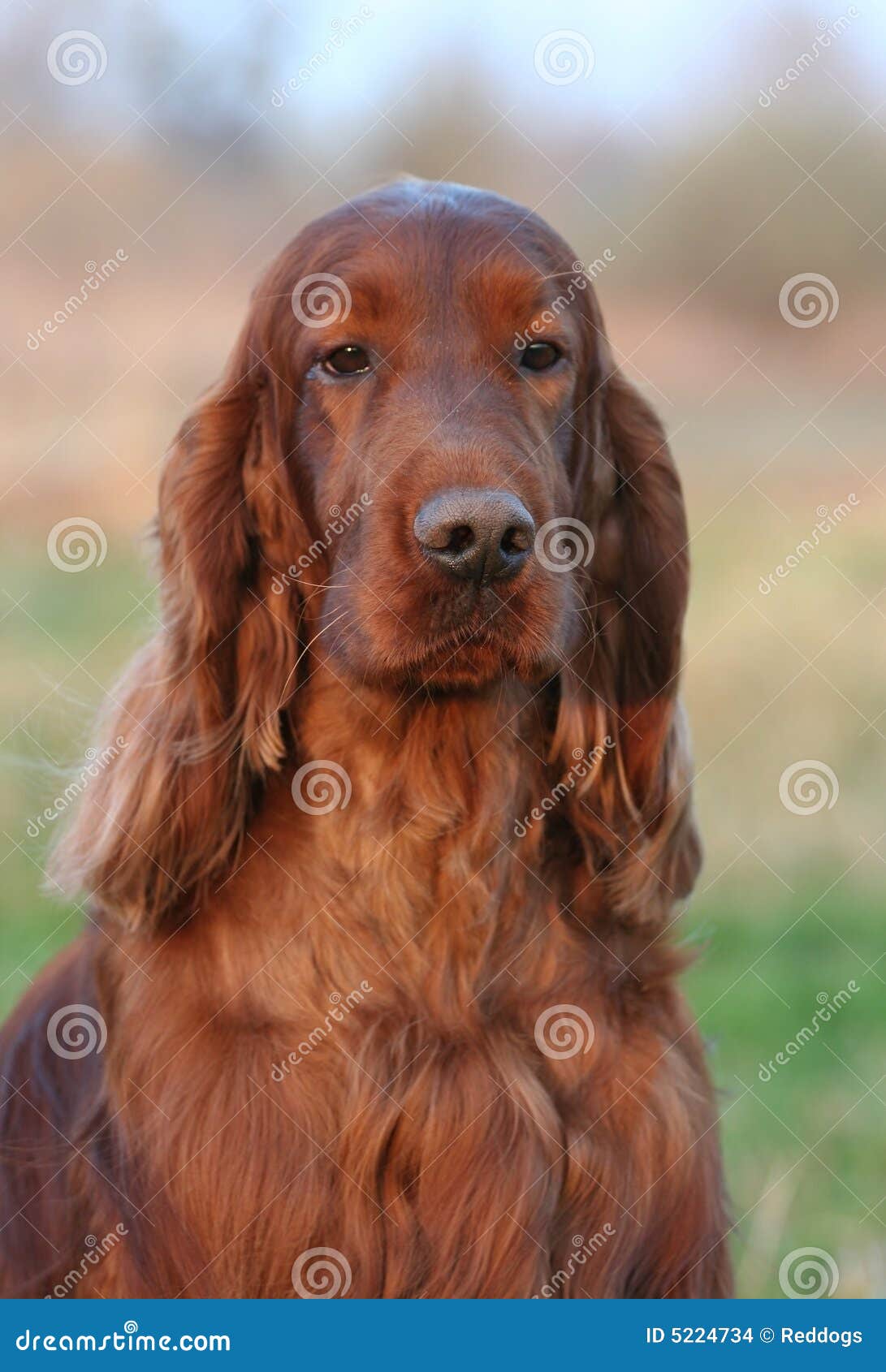 Setter Irlandés Rojo foto de archivo. Imagen de casta - 5224734, image size:1091x1690