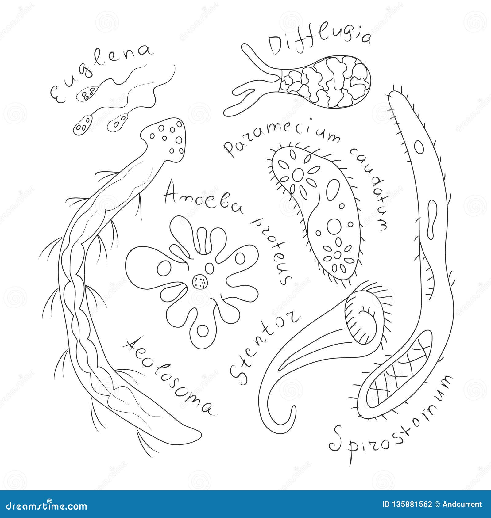 Organismos Unicelulares Ejemplo De Dibujo Negro Del Vector Del Esquema  Ilustración del Vector - Ilustración de citoplasma, freshwater: 135881562
