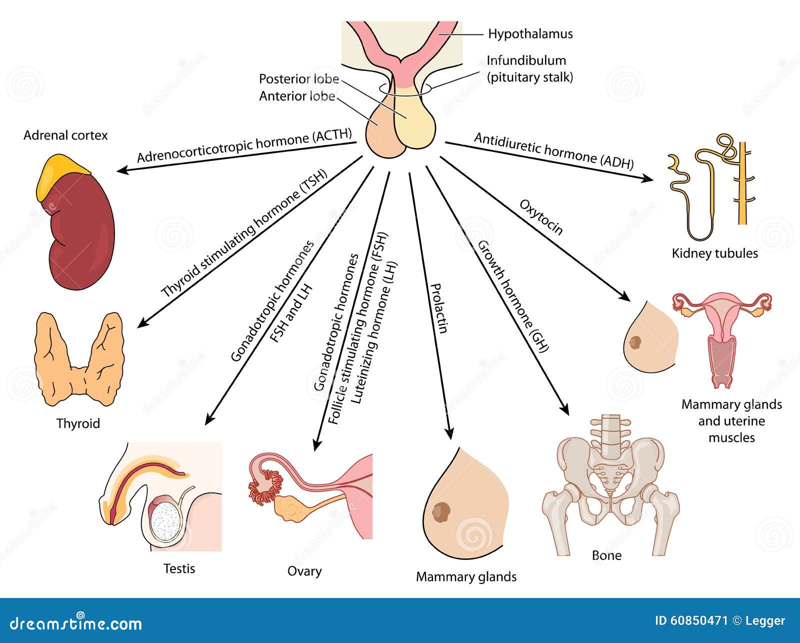 organs affected by pituitary hormones