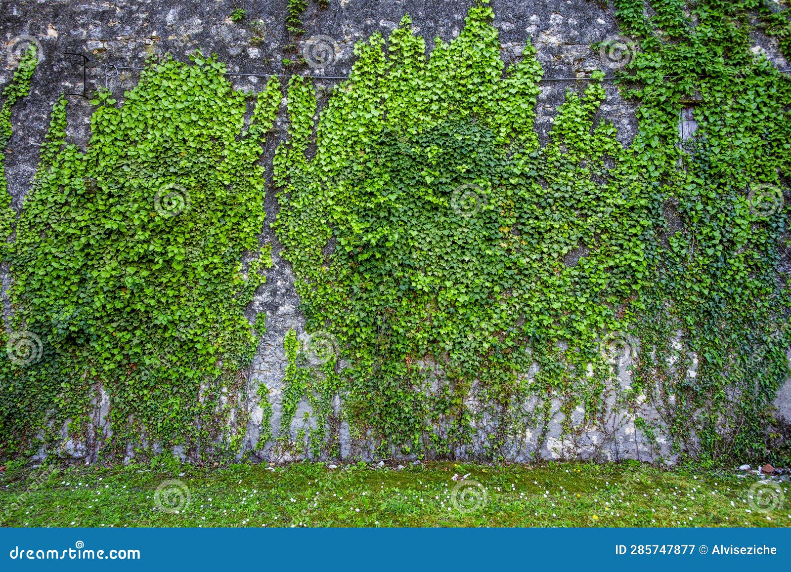 2023 04 29 orgiano ivy wall