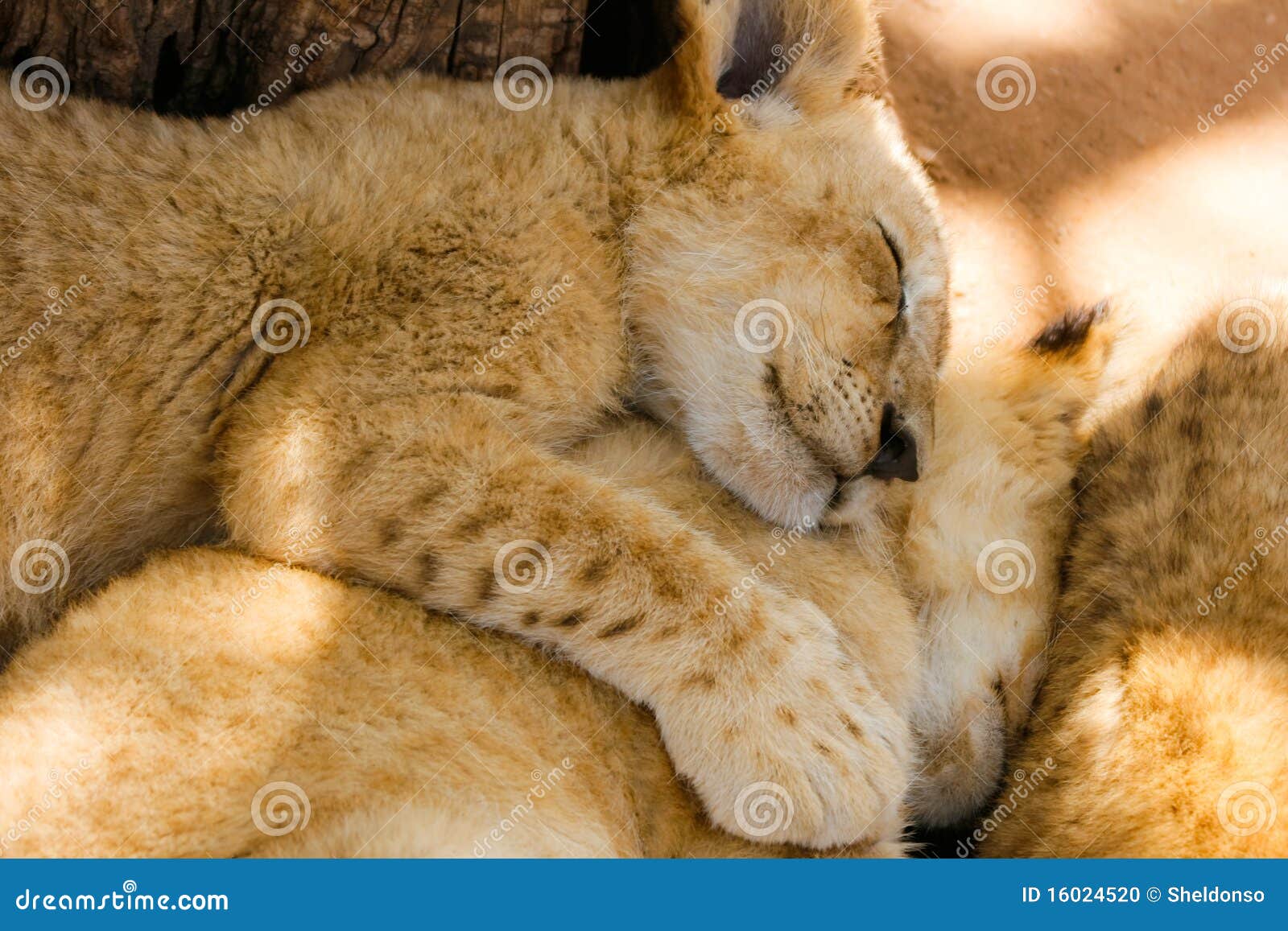 Orgulho Do Sono Dos Filhotes De Leao Foto De Stock Imagem De Lugares Cubs 16024520