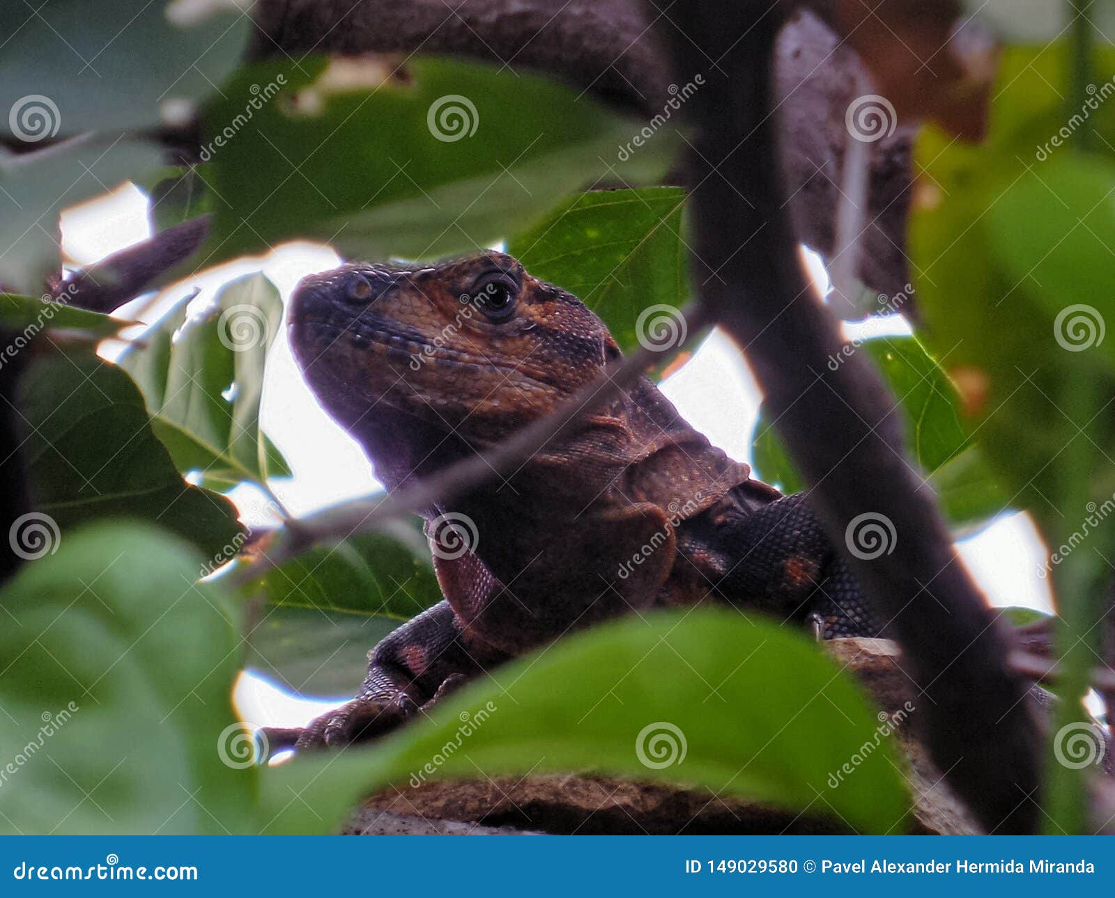 orgullo de reptil