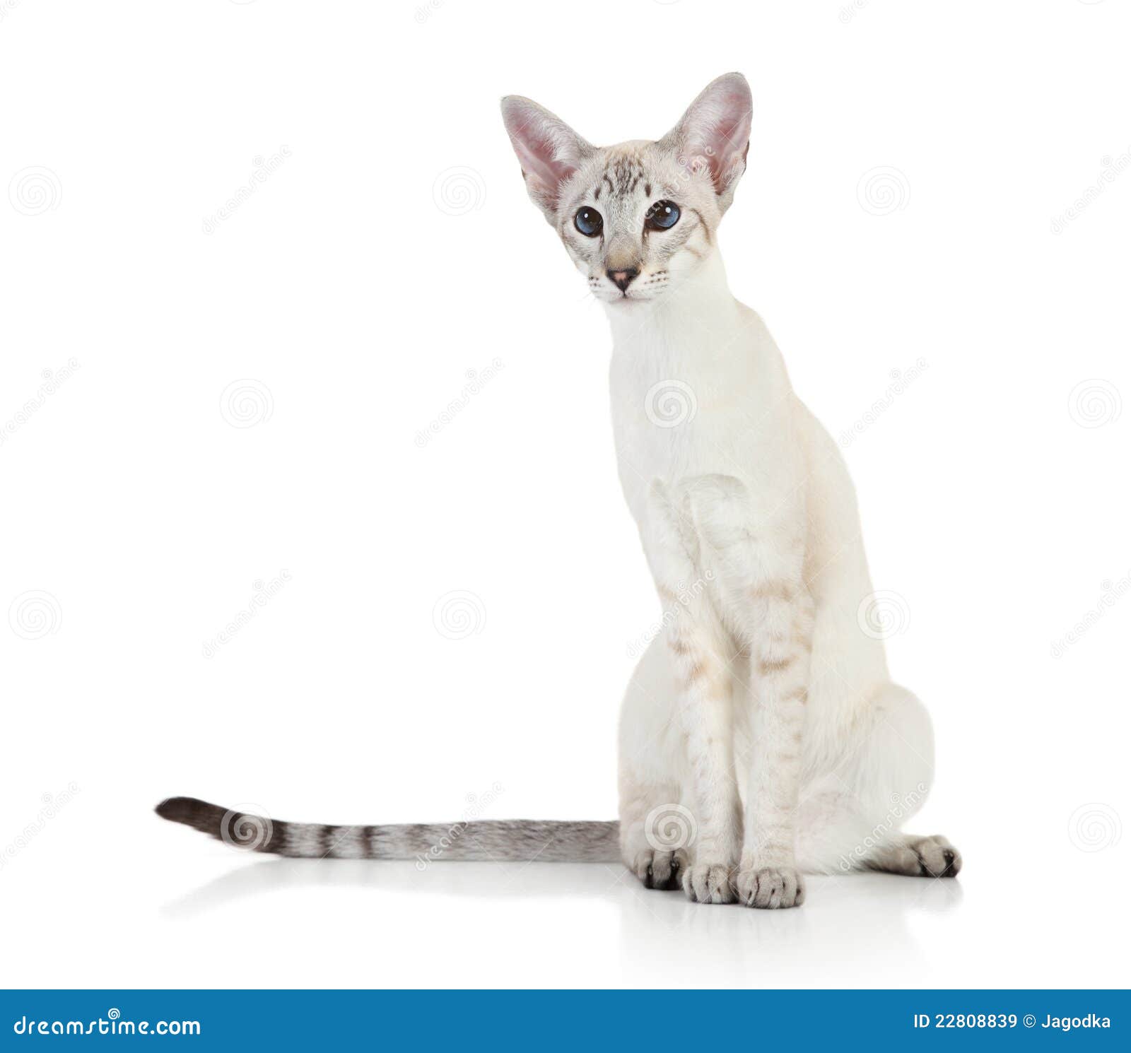Oriental Blue point cat stock image. Image of pedigreed 22808839