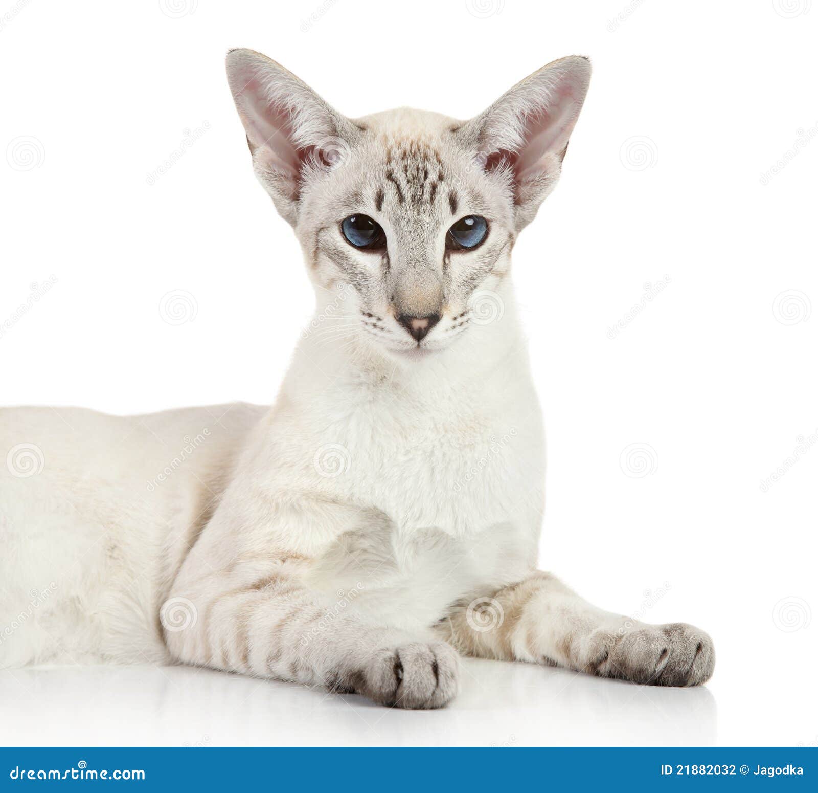 Oriental  Blue  Point Siamese Cat  Stock Photo Image of 