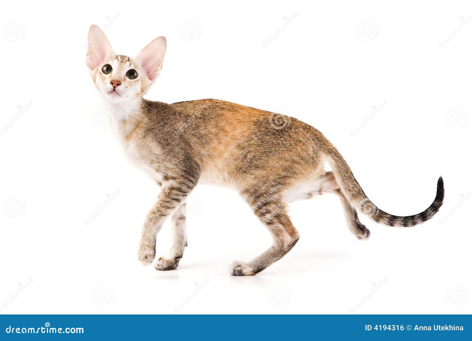 Oriental cat stock photo. Image of curious, small, cute 4194316