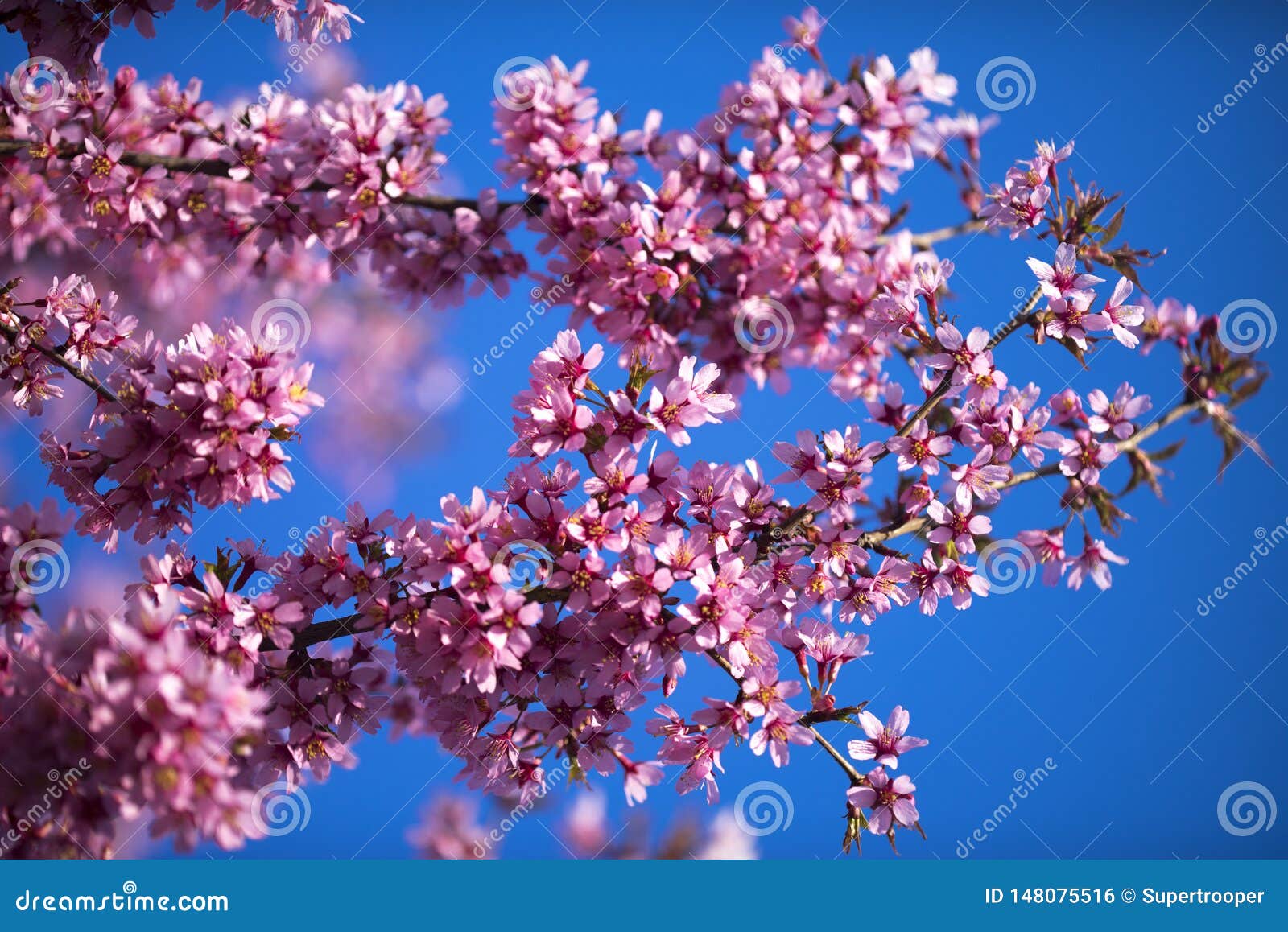oriental cherry blooming