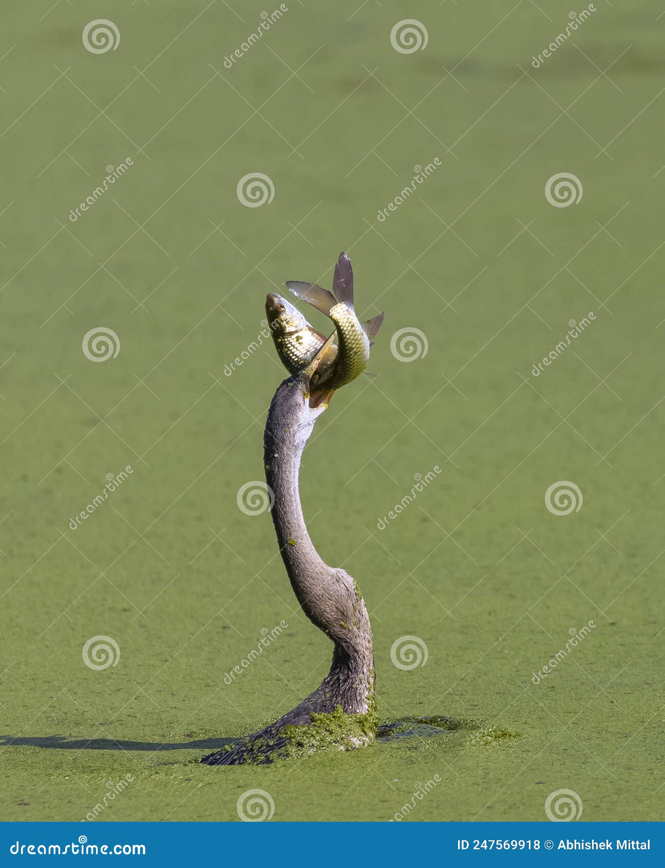 Oriental Darter with Fish Kill in Water Body Stock Photo Image of
