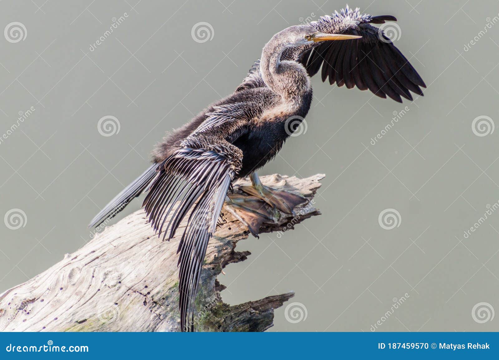 billig Se internettet Regeringsforordning Oriental Darter or Indian Darter (Anhinga Melanogaster) in Kaziranga  National Park, Ind Stock Photo - Image of wings, famous: 187459570