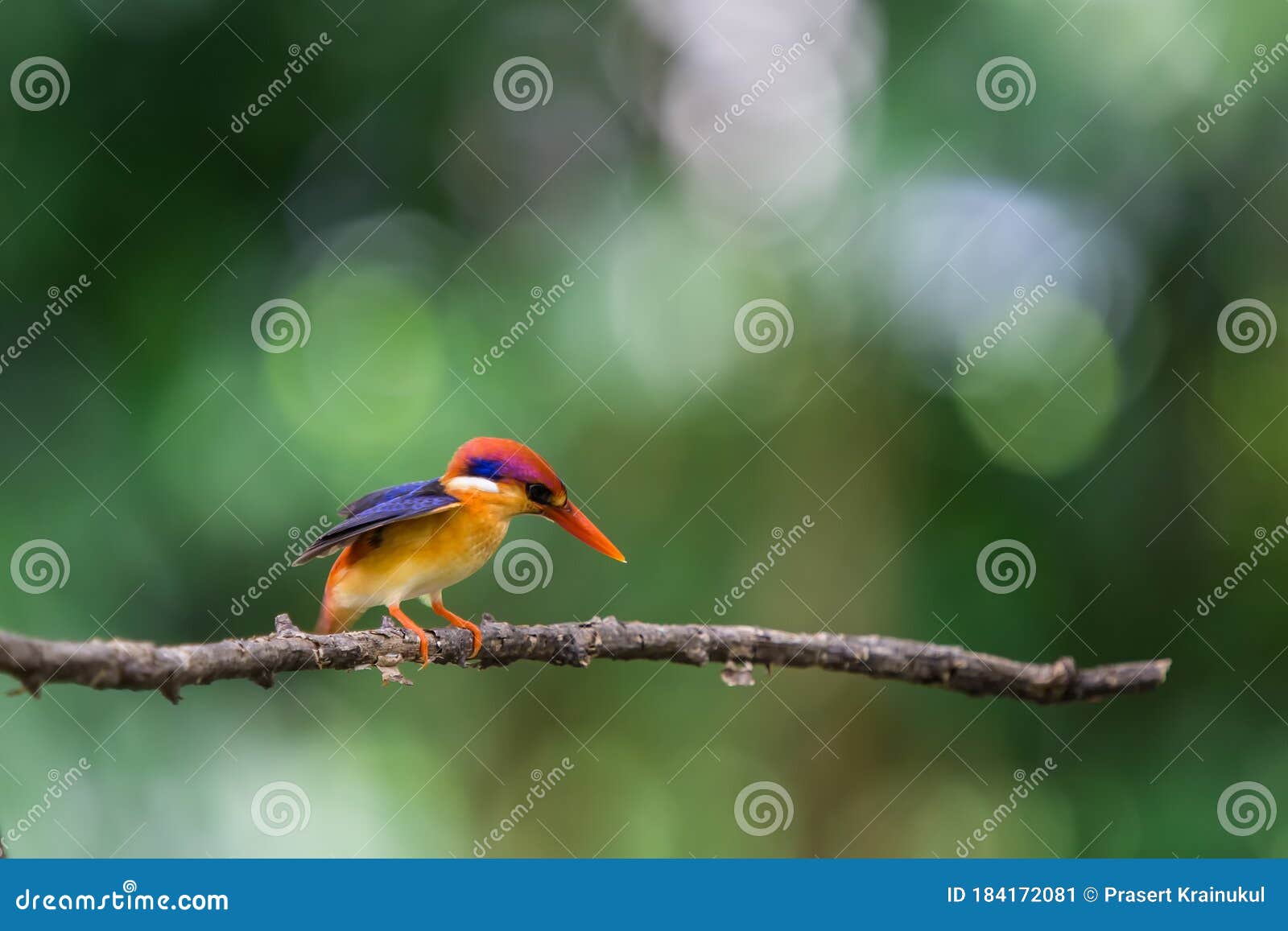 the oriental dwarf kingfisher also known as the black-backed kingfisher or three-toed kingfisher ceyx erithaca is a species of