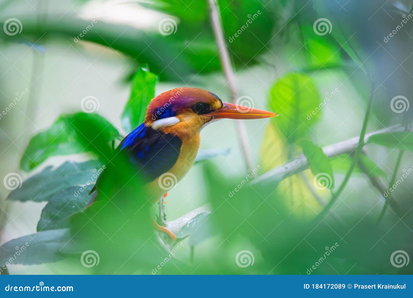 the oriental dwarf kingfisher also known as the black-backed kingfisher or three-toed kingfisher ceyx erithaca is a species of