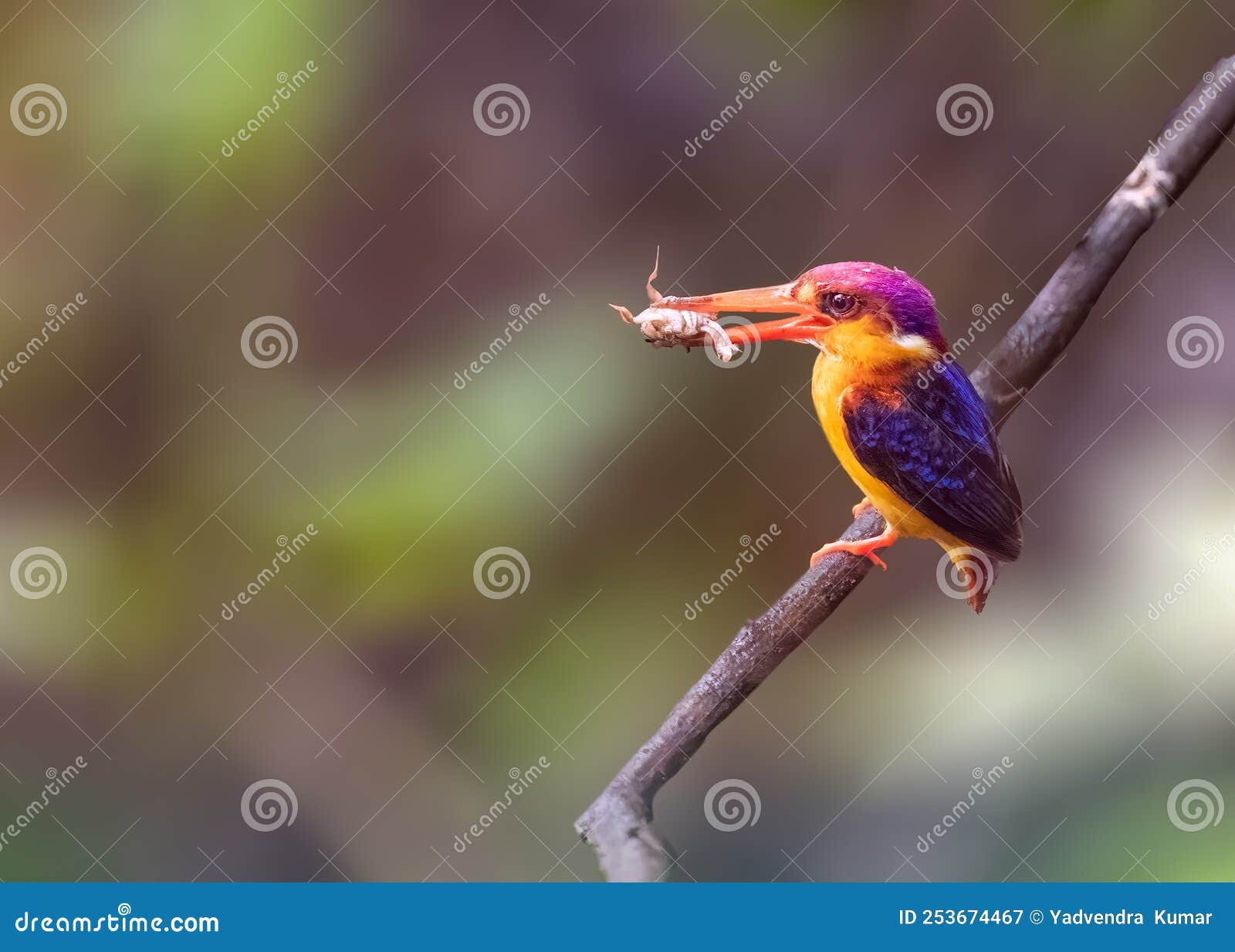 oriental dwarf kingfisher with a kill