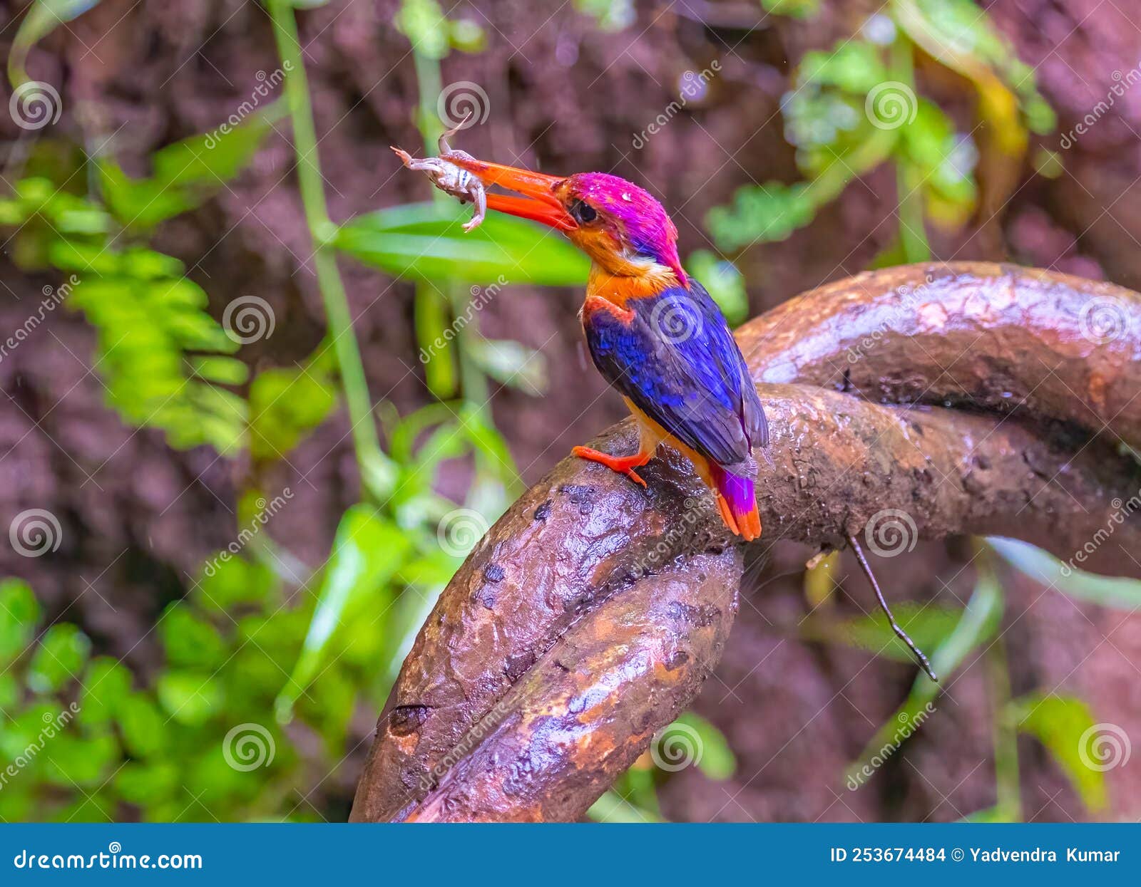 oriental dwarf kingfisher with a kill