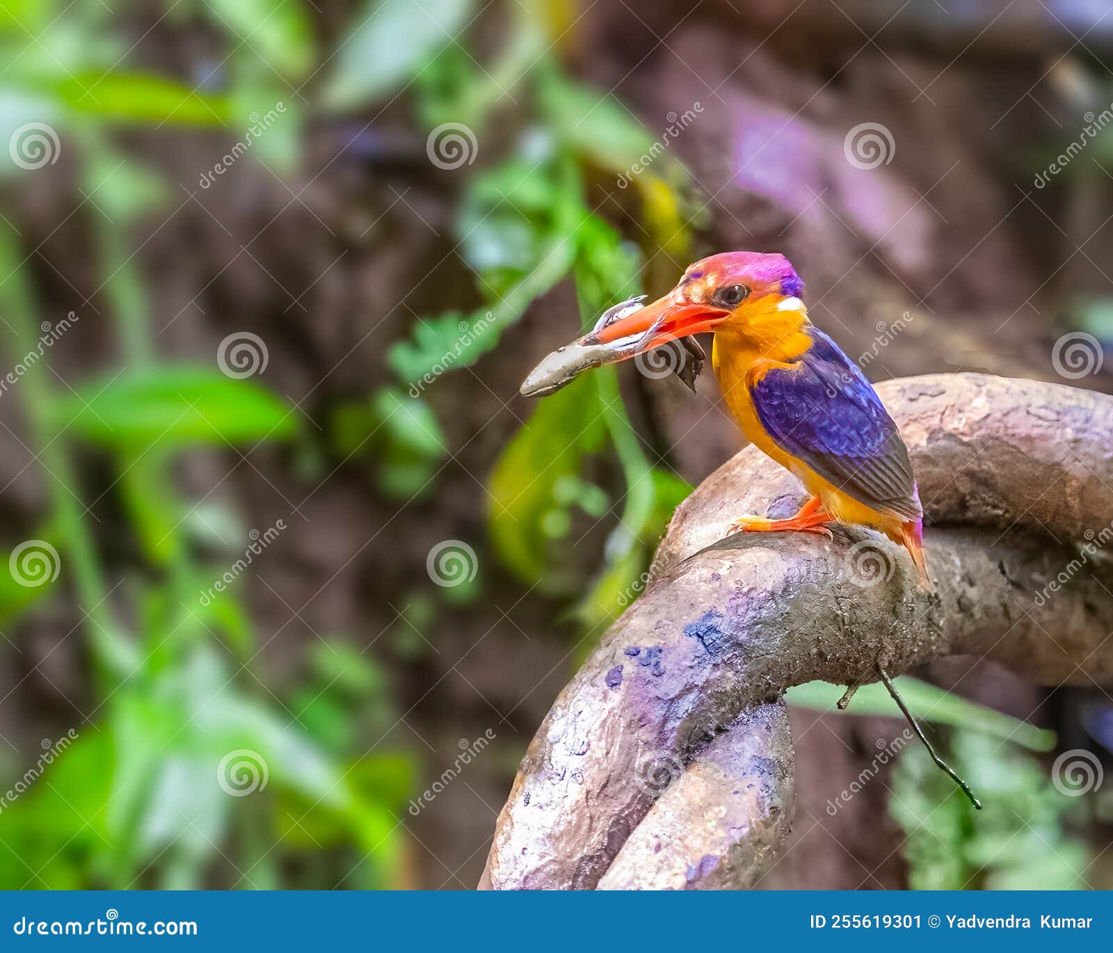 a oriental dwarf kingfisher with a kill