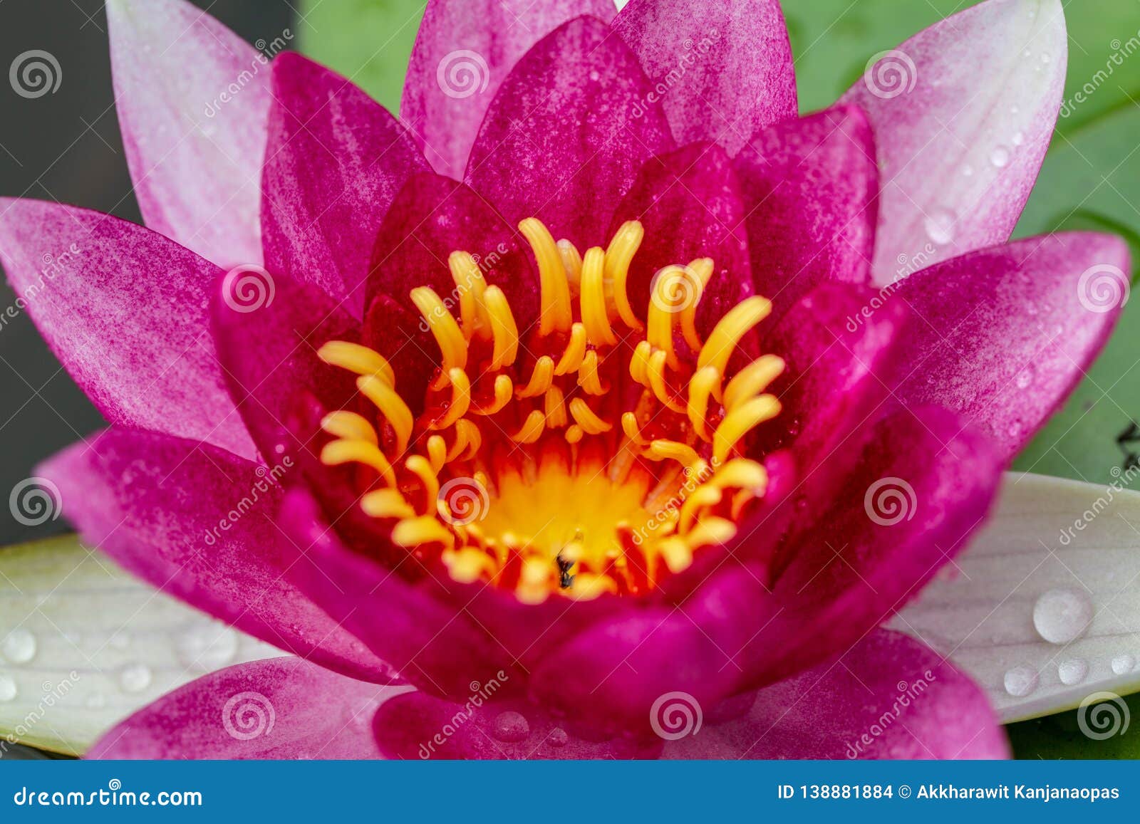  Oriental  Flora  For Enlightening Stock Photo Image of 