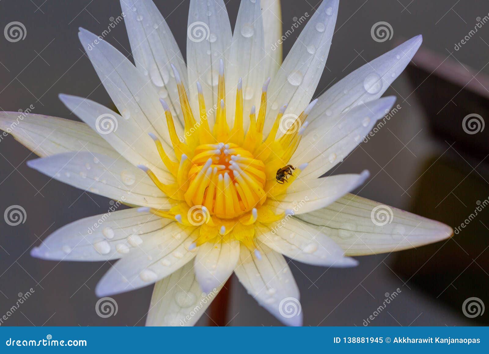  Oriental  Flora  For Enlightening Stock Image Image of 