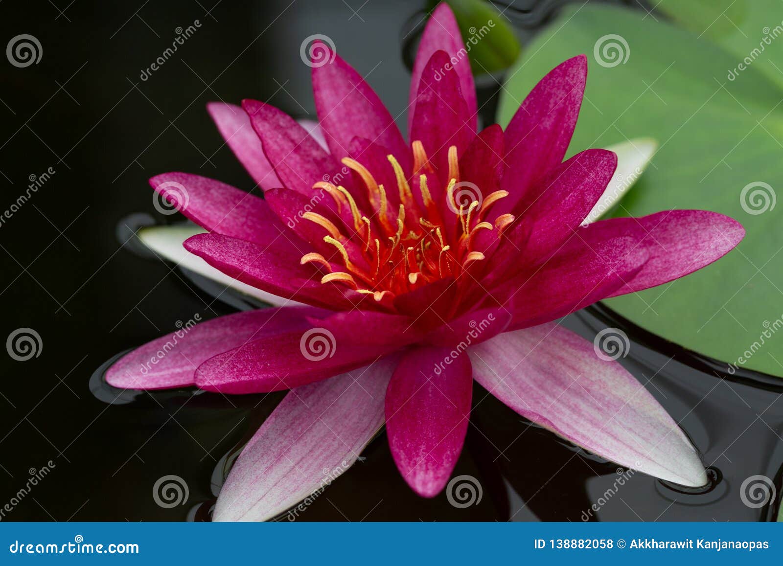  Oriental  Flora  For Enlightening Stock Photo Image of 