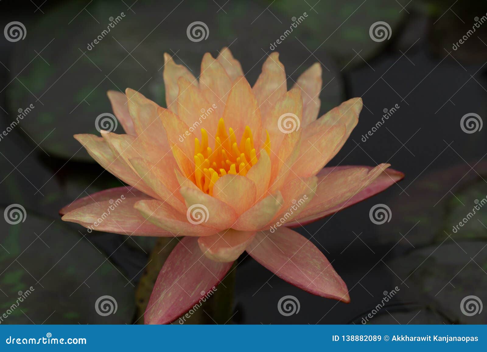  Oriental  Flora  For Enlightening Stock Image Image of 