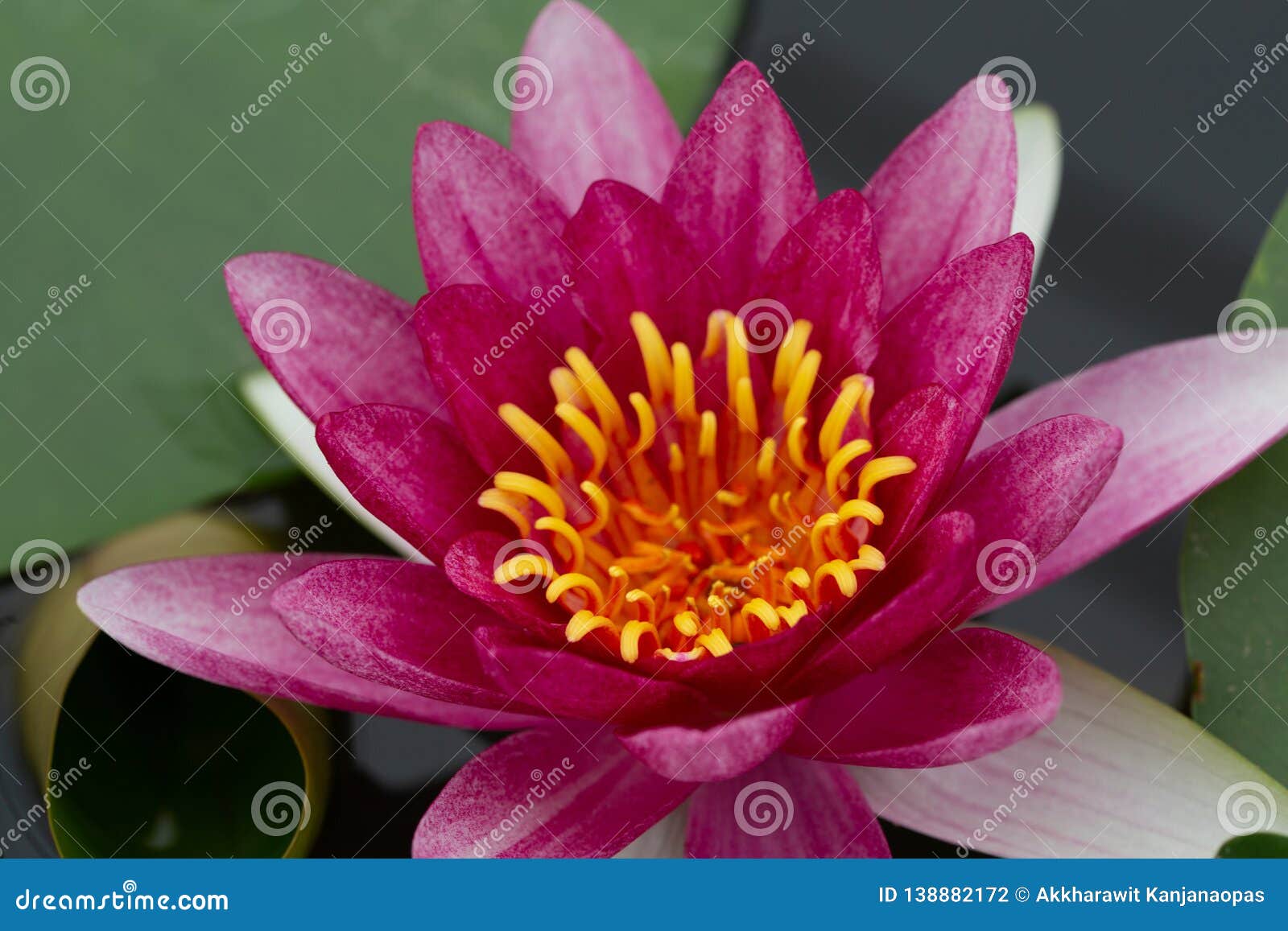  Oriental  Flora  For Enlightening Stock Photo Image of 