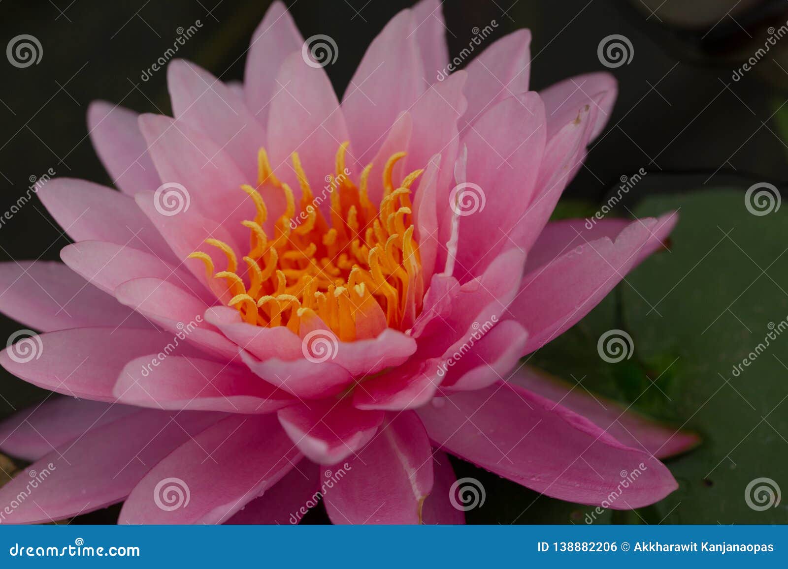  Oriental  Flora  For Enlightening Stock Photo Image of 