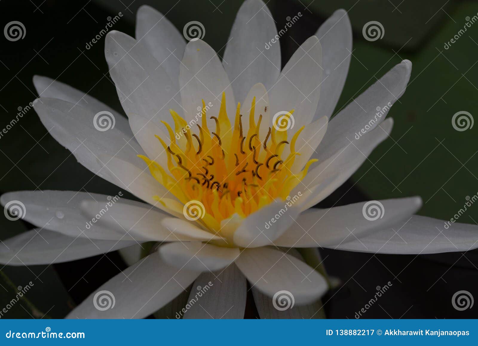  Oriental  Flora  For Enlightening Stock Image Image of 