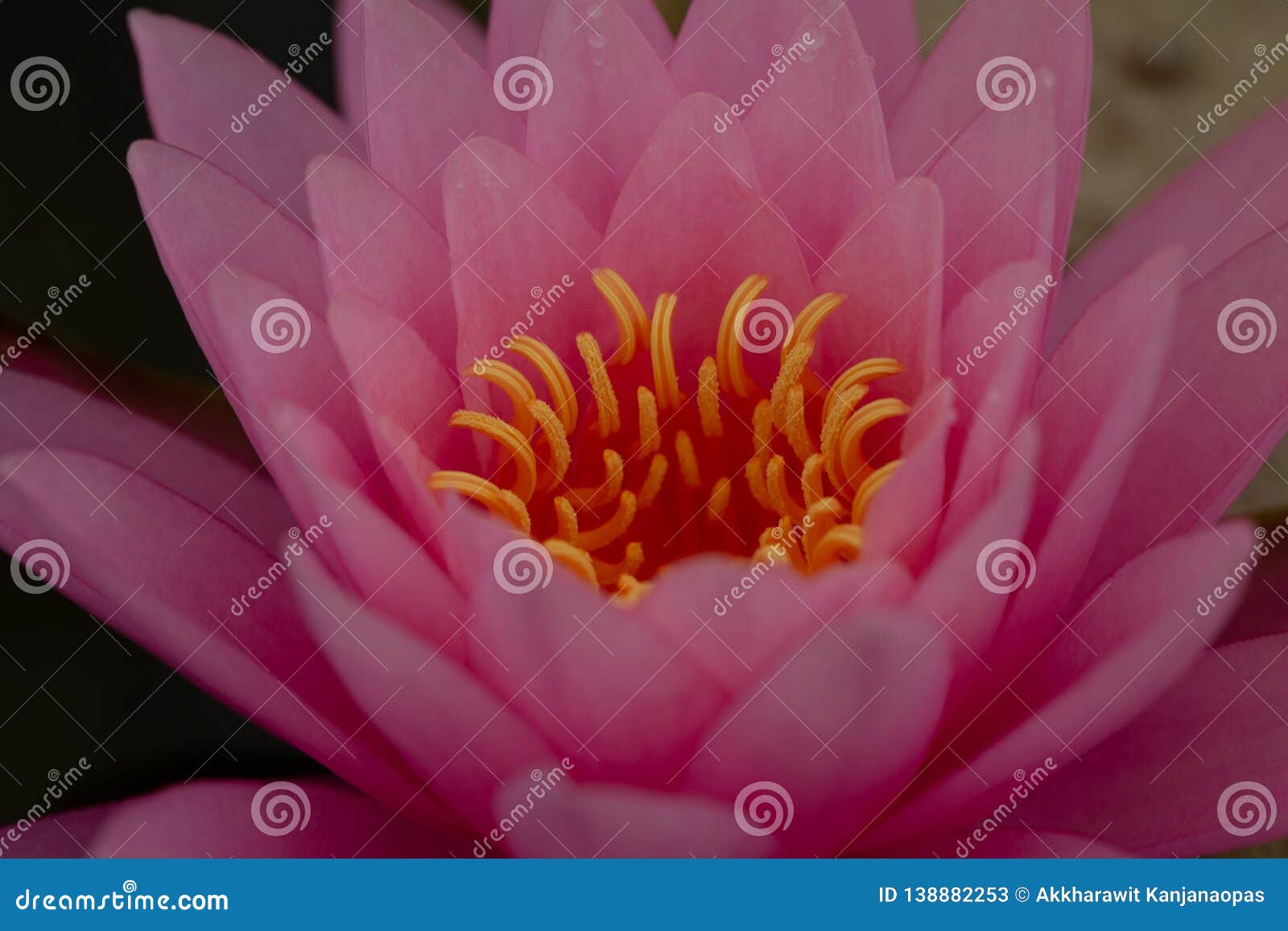  Oriental  Flora  For Enlightening Stock Image Image of 