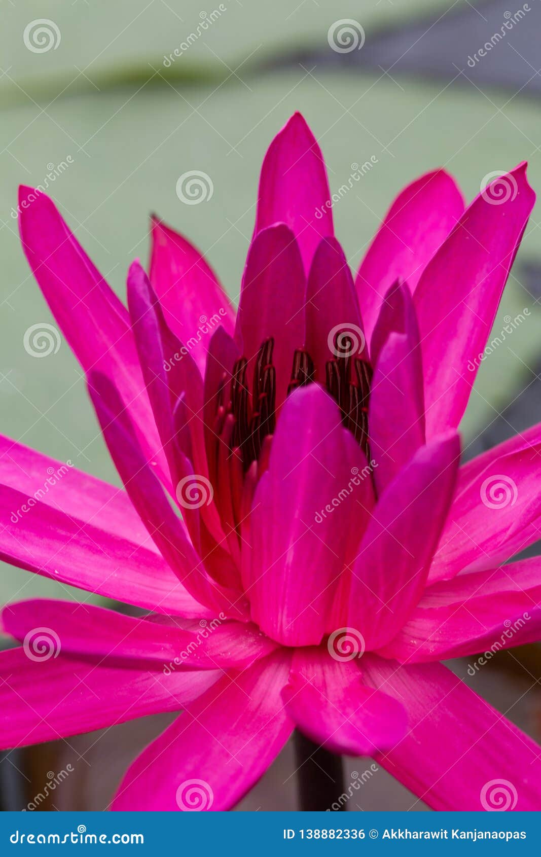  Oriental  Flora  For Enlightening Stock Photo Image of 