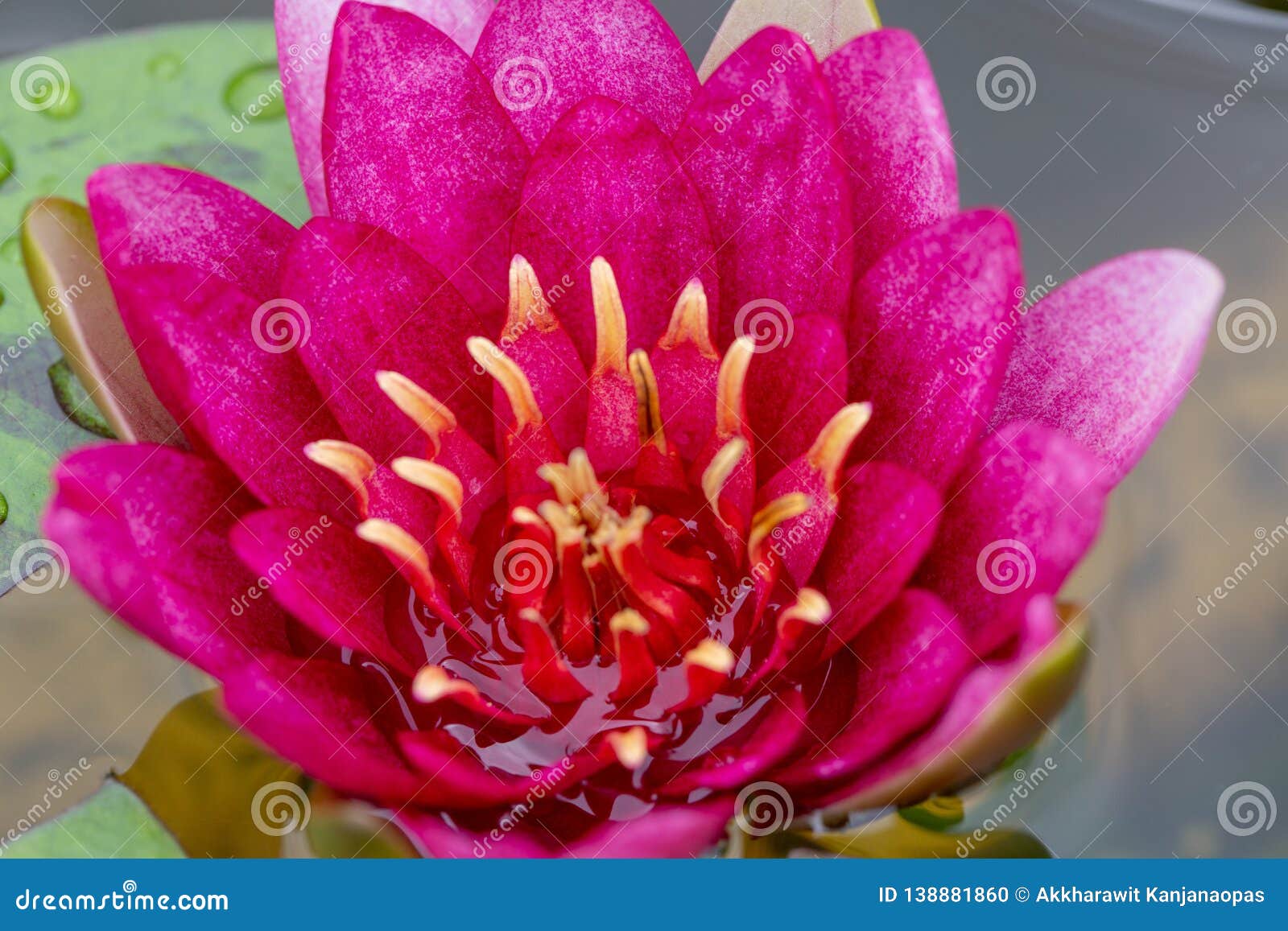  Oriental  Flora  For Enlightening Stock Photo Image of 