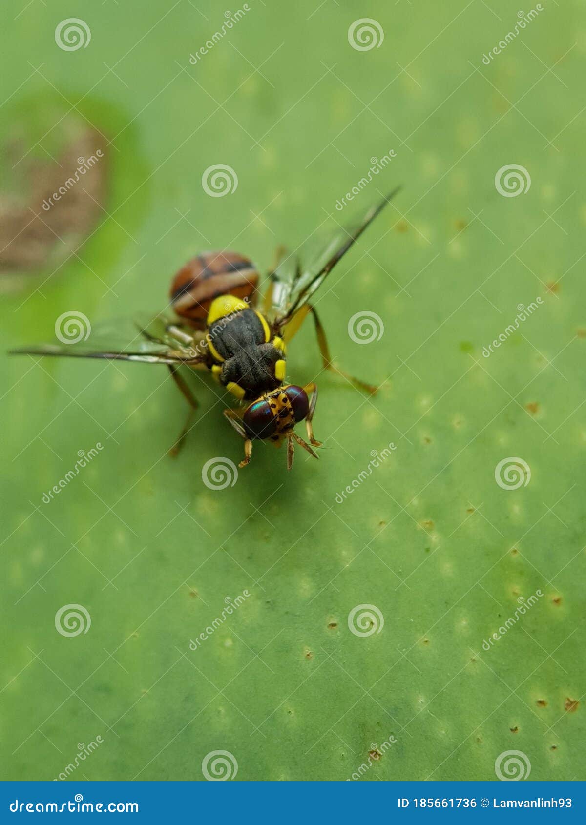 Oriental Fruit Fly Damaged on Mango Fruit. Stock Photo Image of